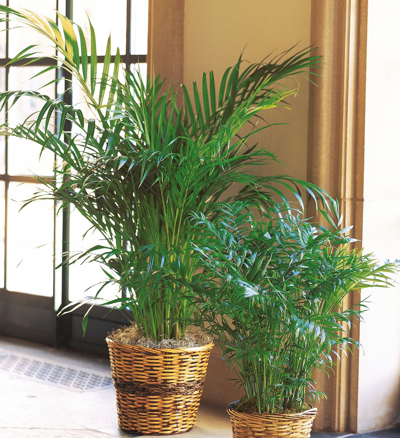 Areca Palm Plants