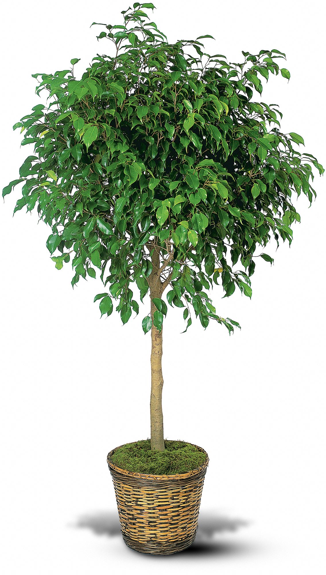 Ficus Tree