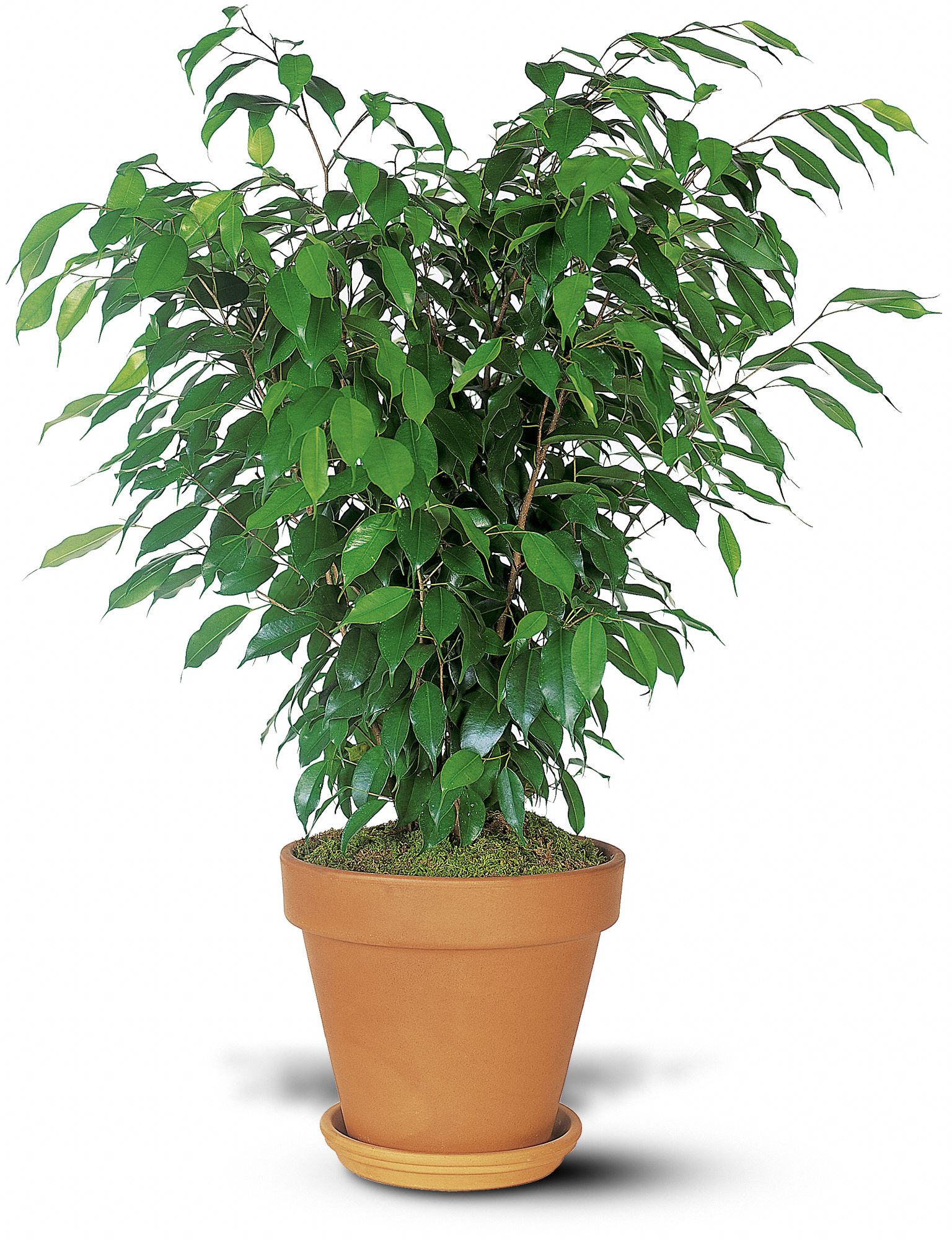 Ficus Bush