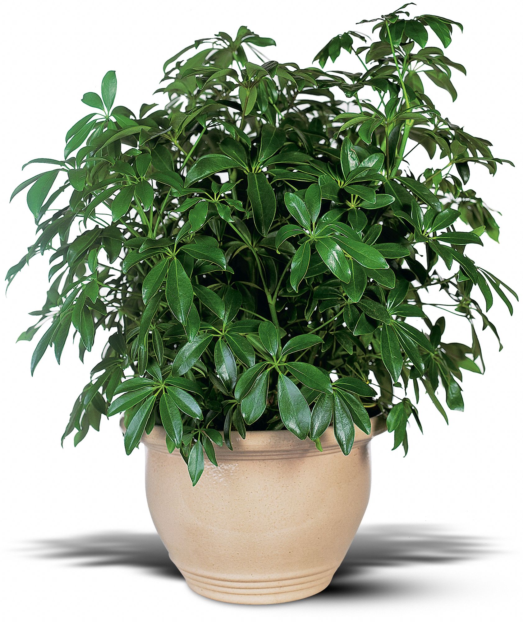 Arboricola in Tampa FL Florida Gardens Florist