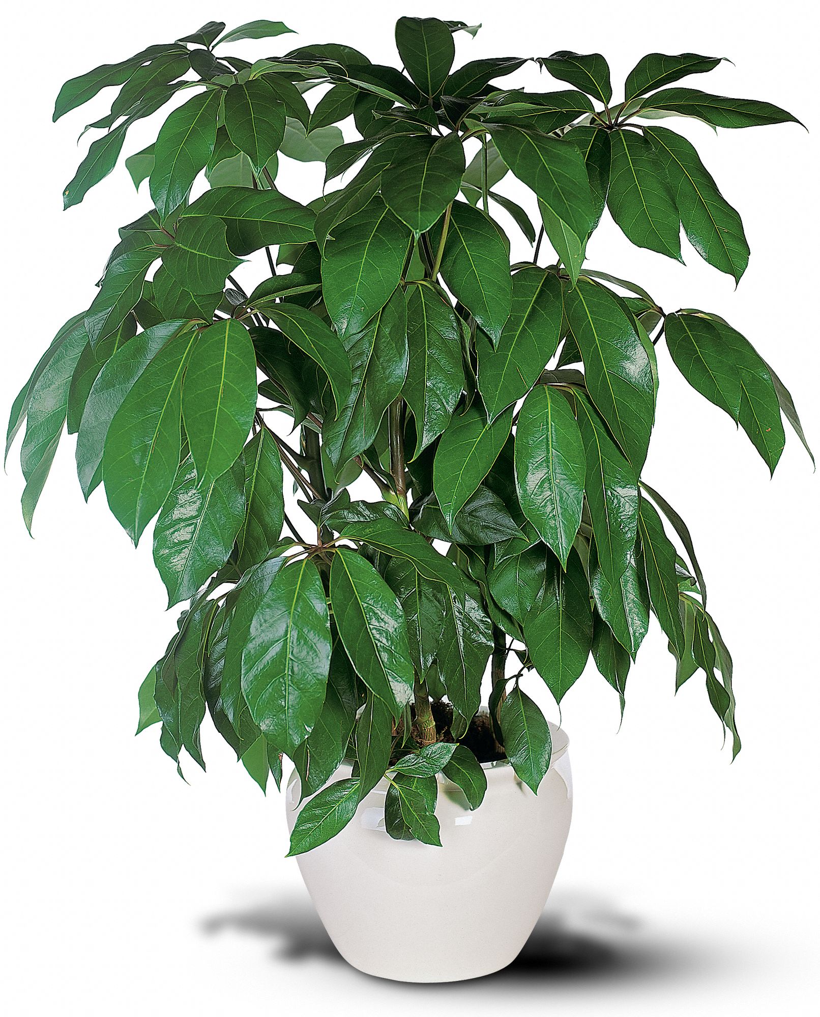 Schefflera in New Port Richey&nbsp;FL, Cottage Florist Of Trinity