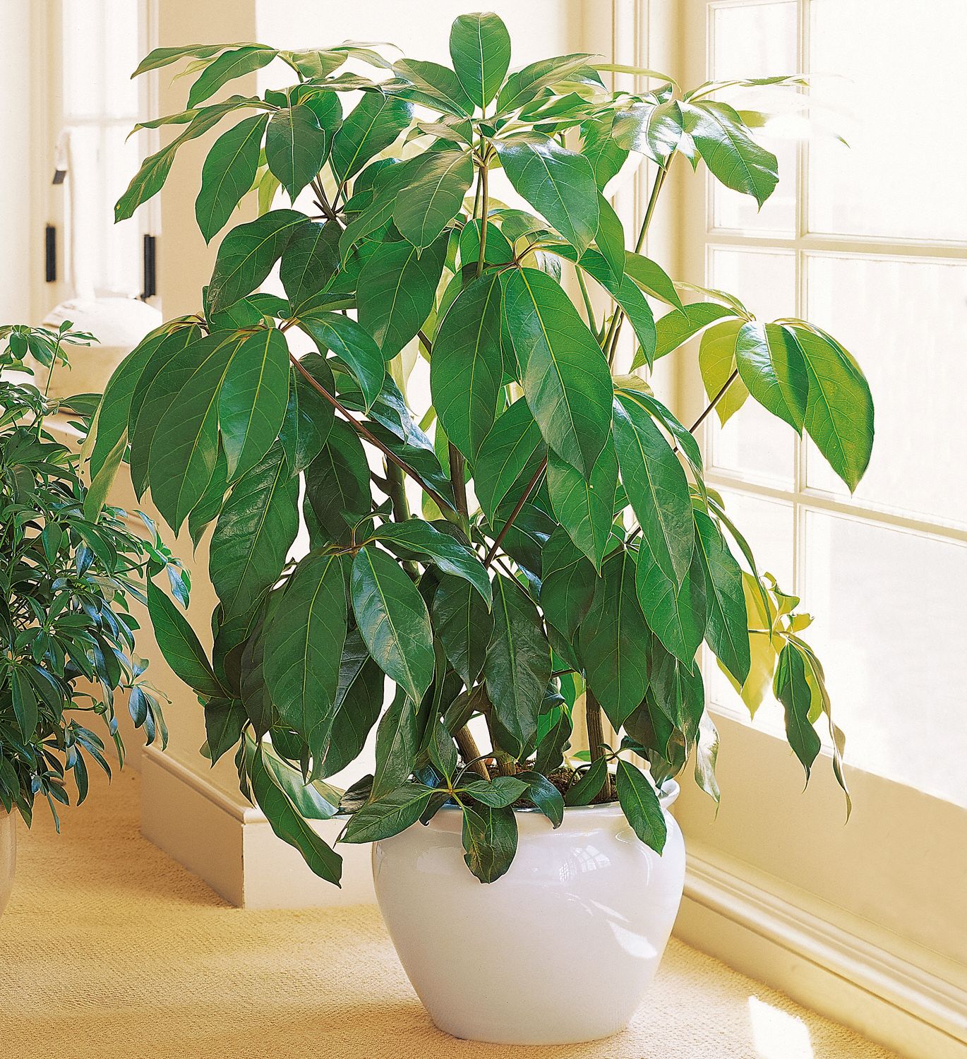 Schefflera
