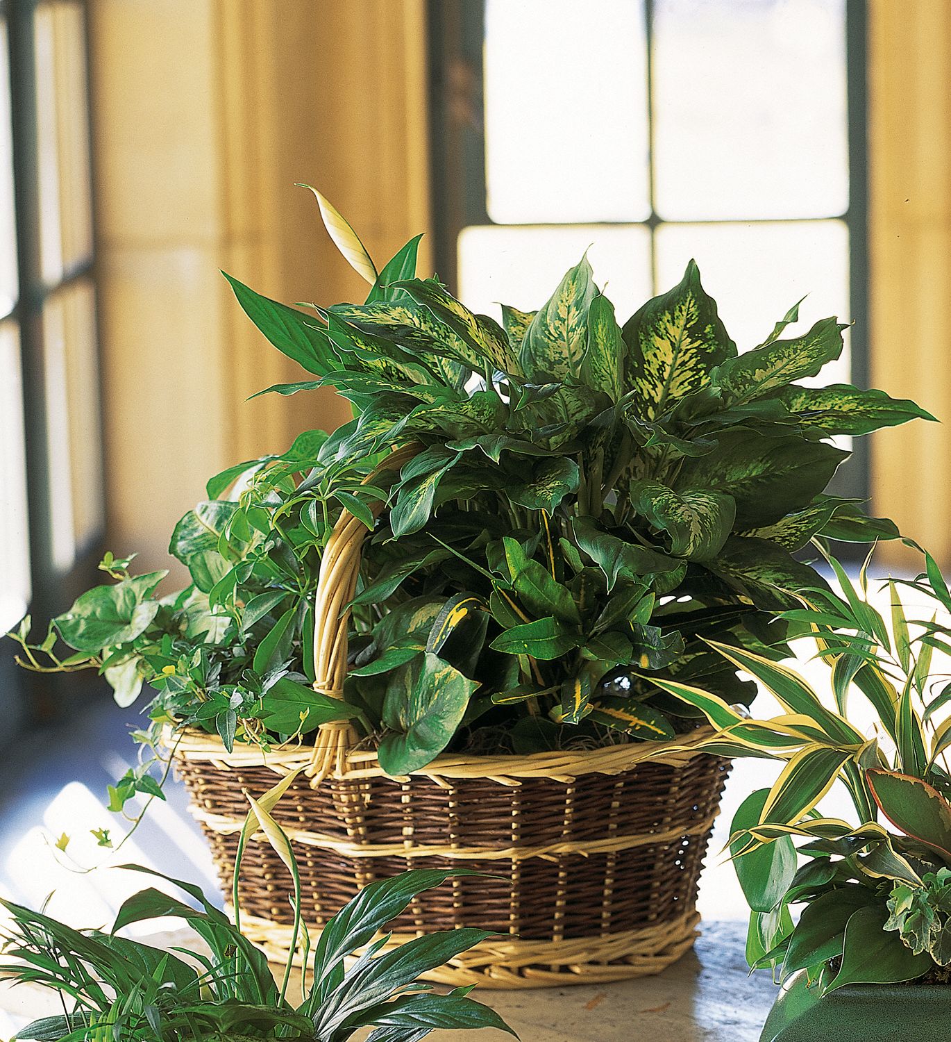 Large Basket Garden