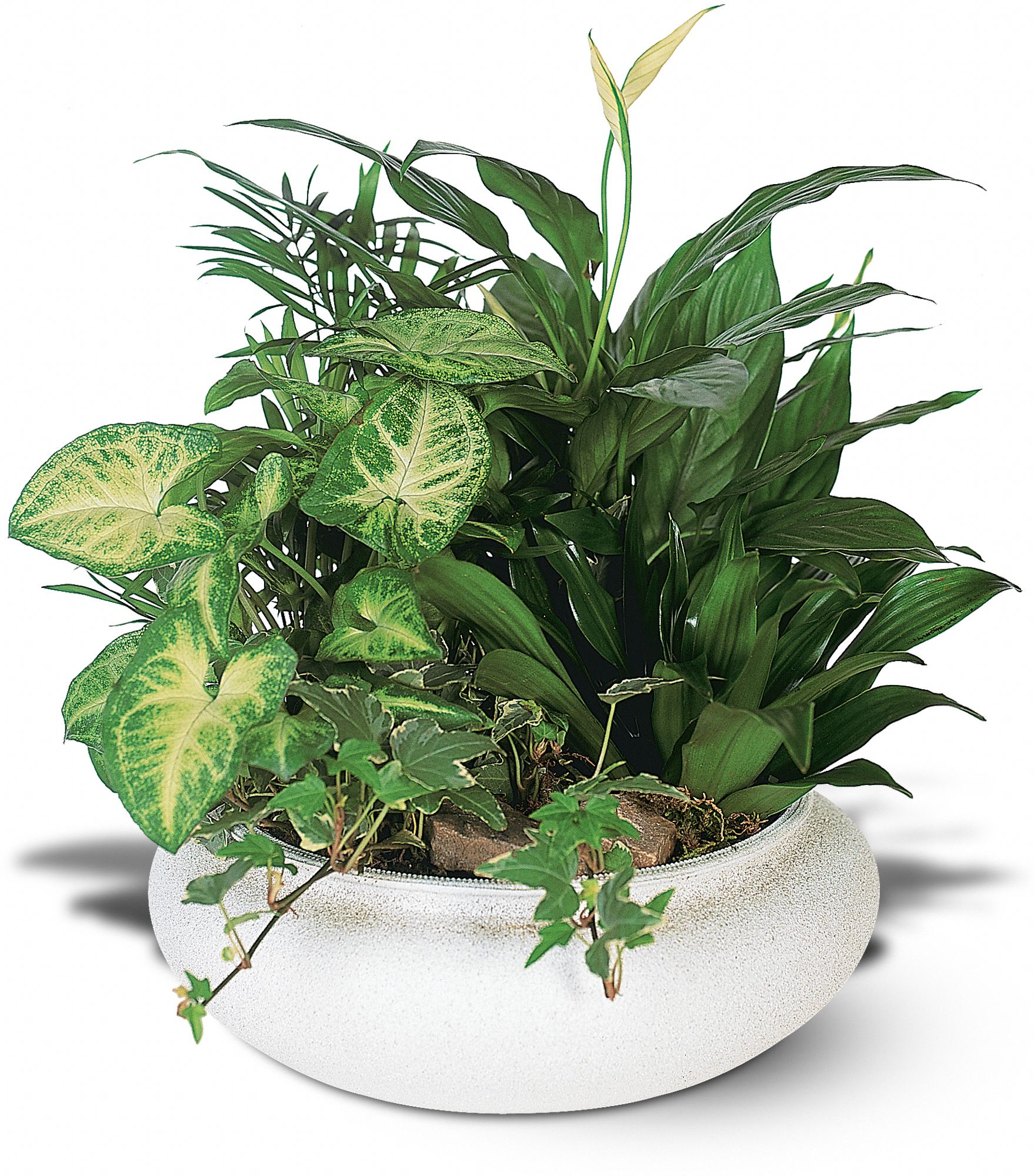 Medium Dish Garden graphic