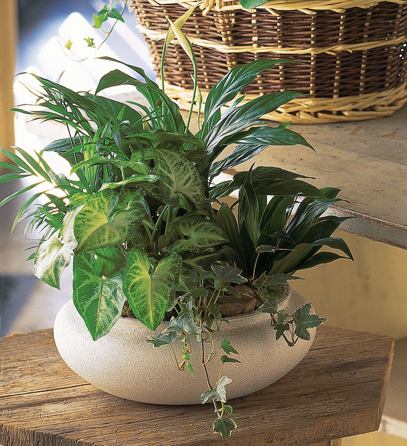 Dish Garden, Freytag's Florist can deliver this arrangement right to their doorstep in Round Rock, Texas.