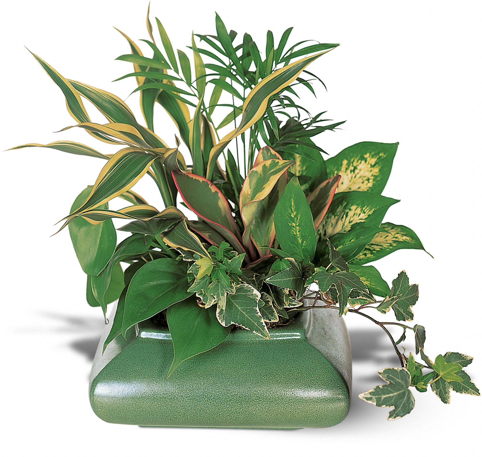 Small Garden Dish
