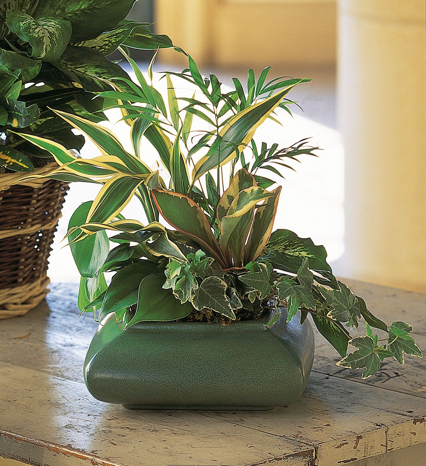 Small Garden Dish Plants