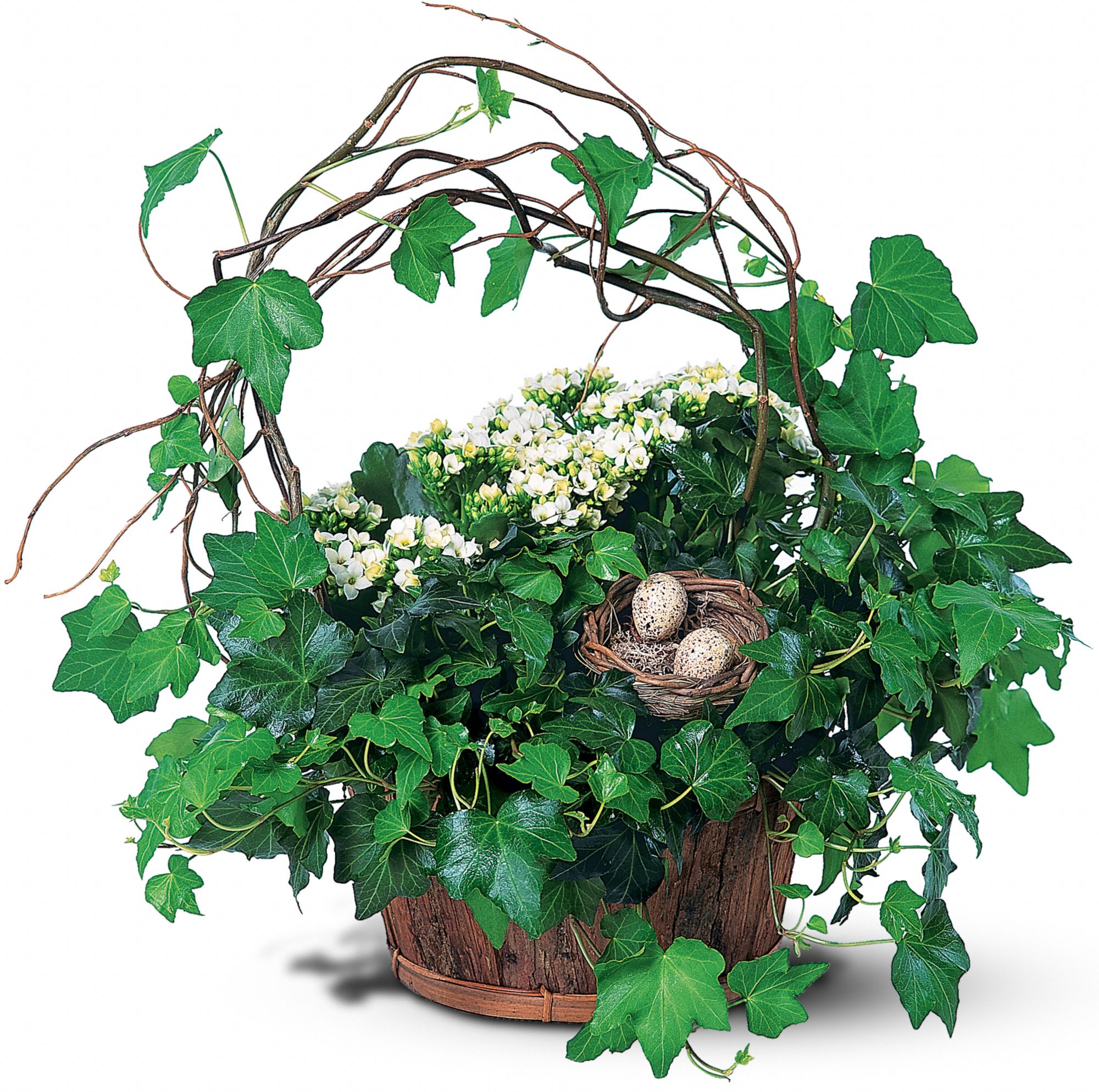 Kalanchoe and Ivy Basket in New Port Richey&nbsp;FL, Cottage Florist Of Trinity