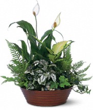 Green & White Blooming Plant for Mothers Day