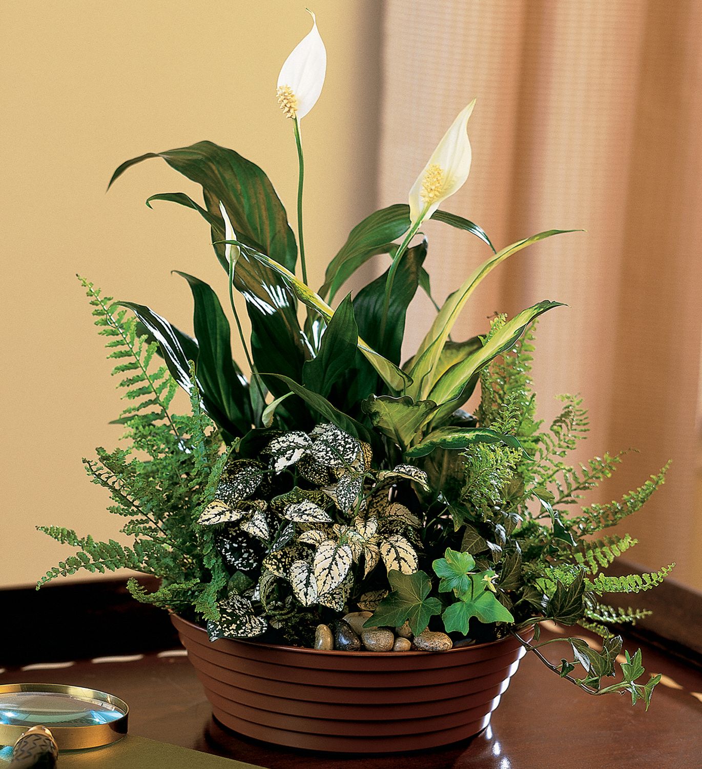 Green & White Blooming Plant for Mothers Day