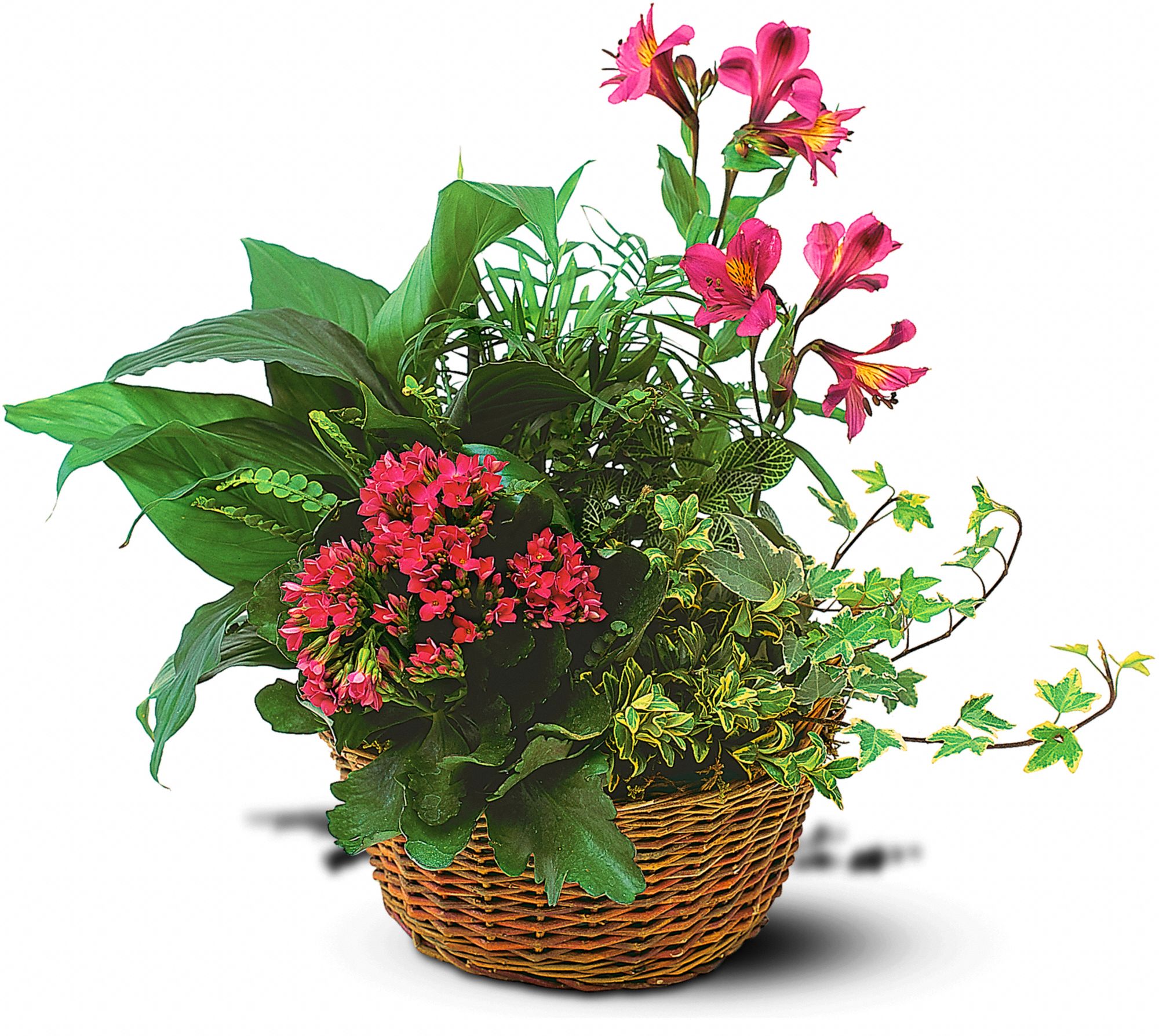 Dish Garden with Pinks, picture