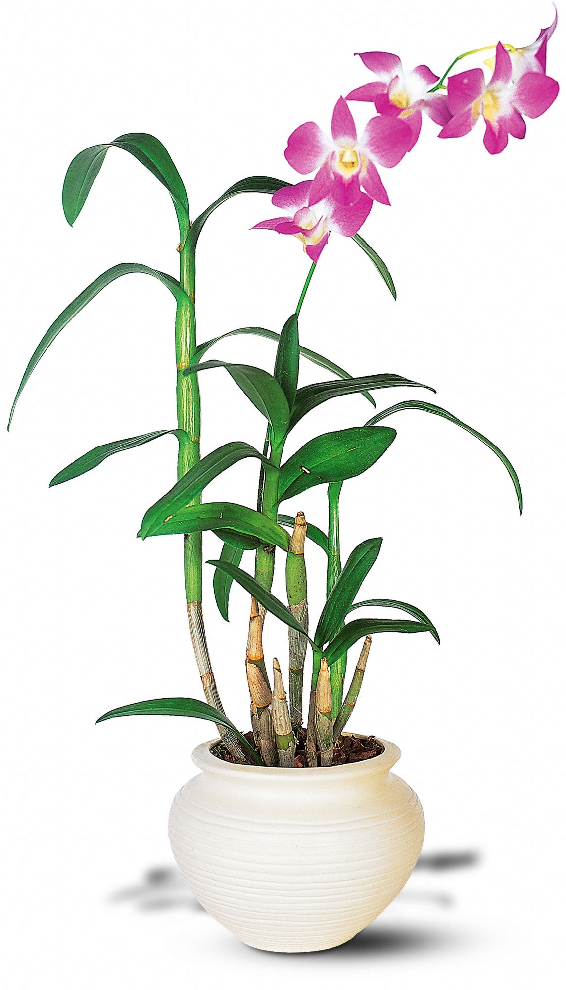 Dendrobium Orchid graphic