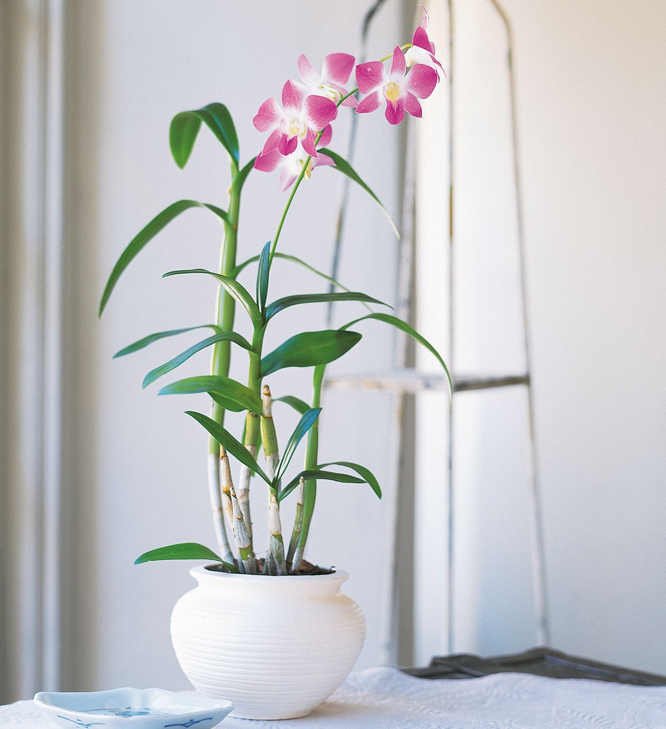 Dendrobium Orchid