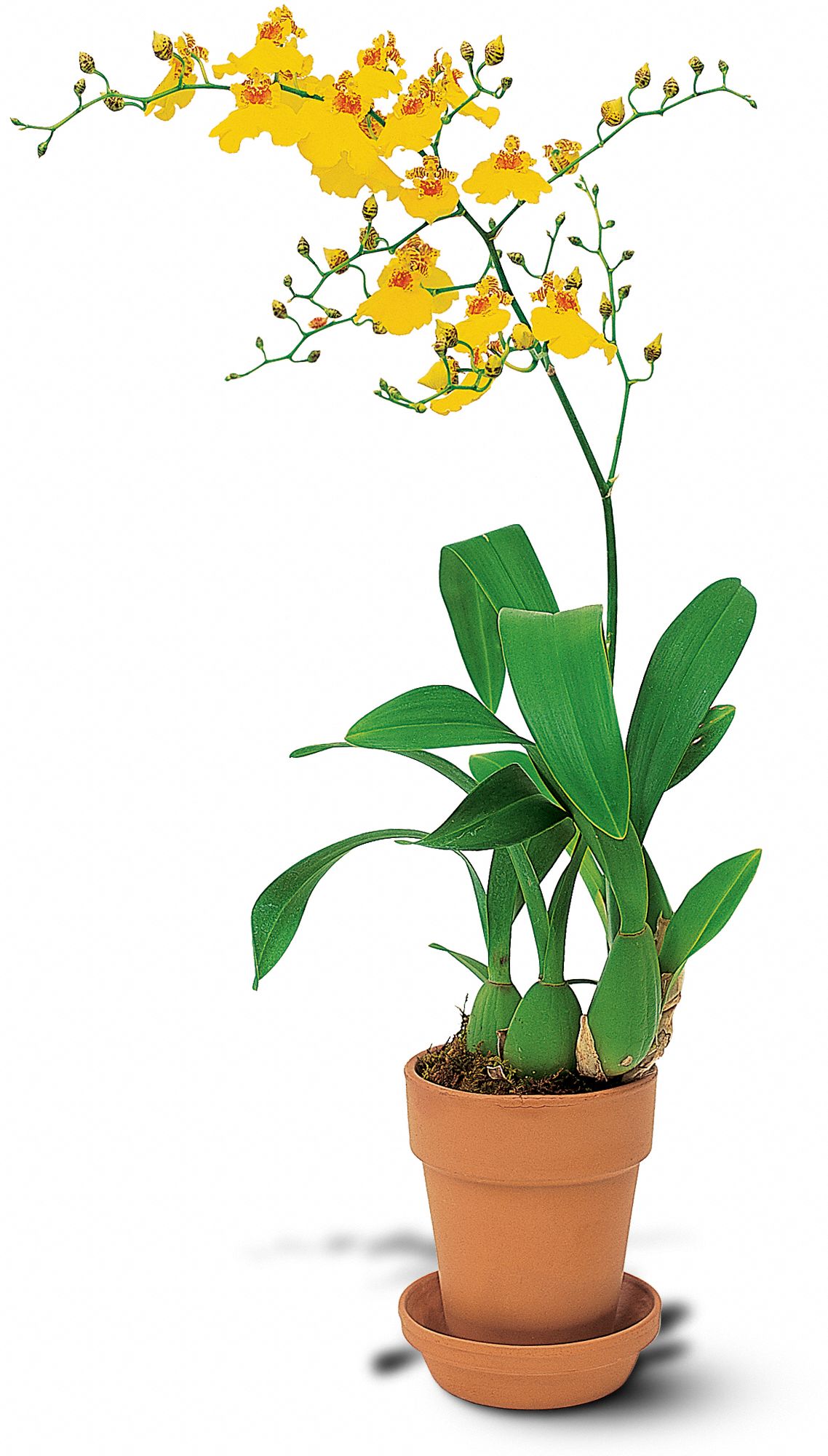 Yellow Oncidium Orchid graphic
