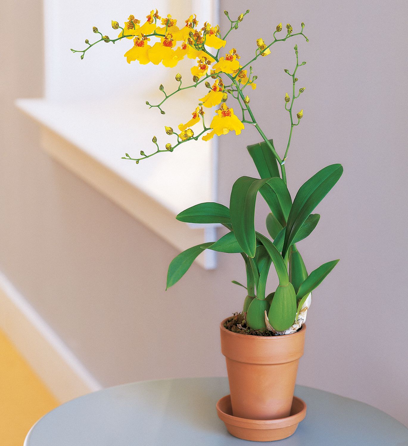 Yellow Oncidium Orchid