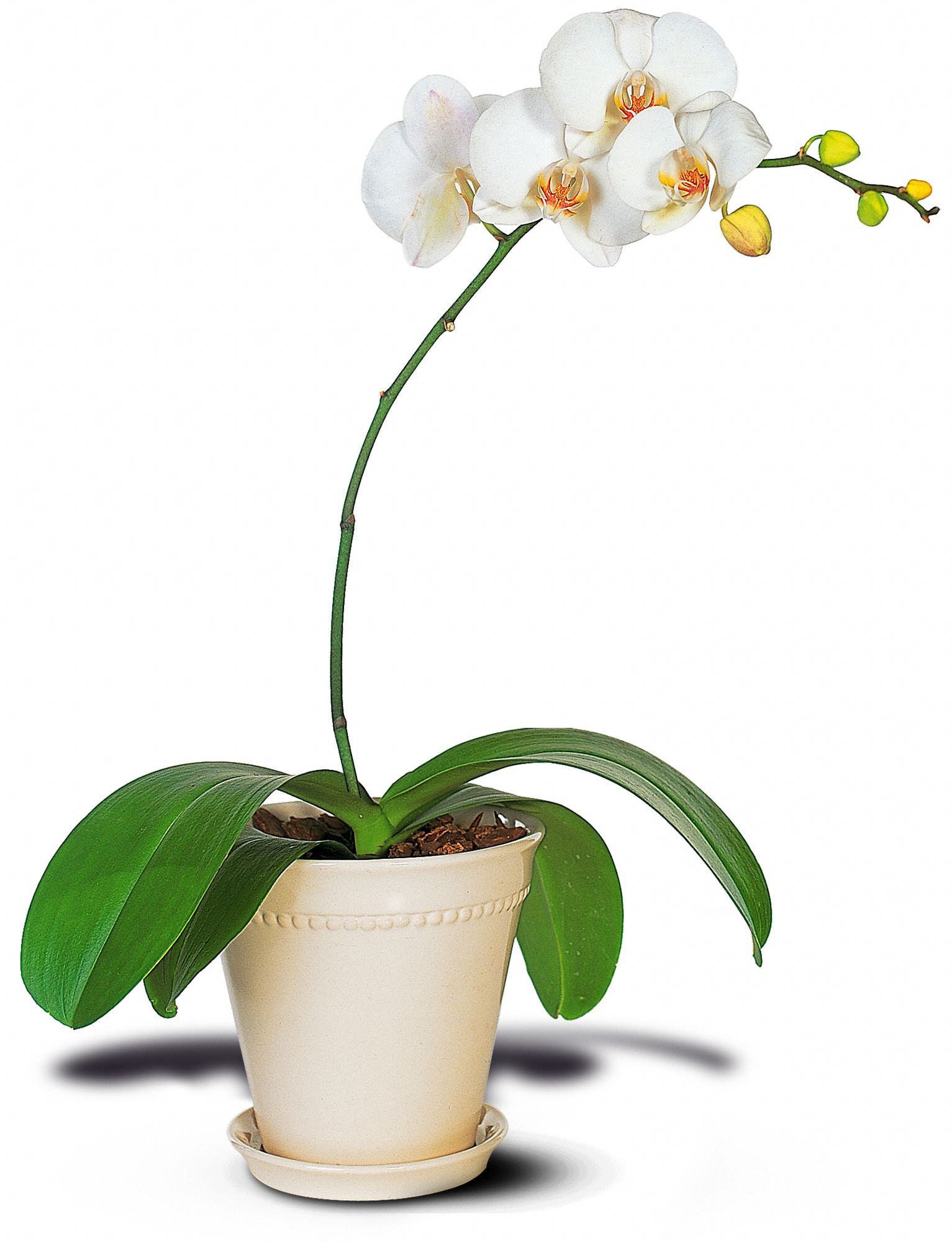 White Phalaenopsis Orchid graphic