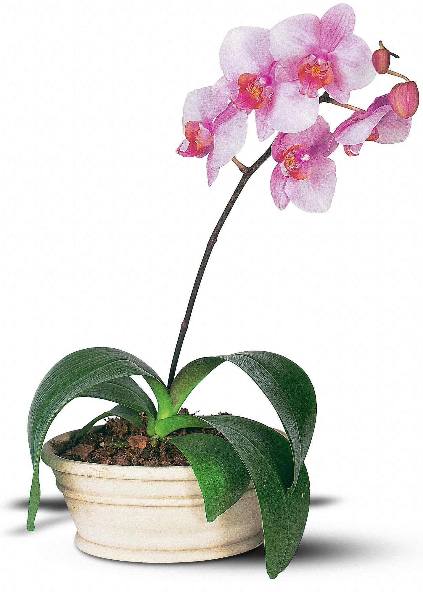 Lavender Phalaenopsis Orchid graphic