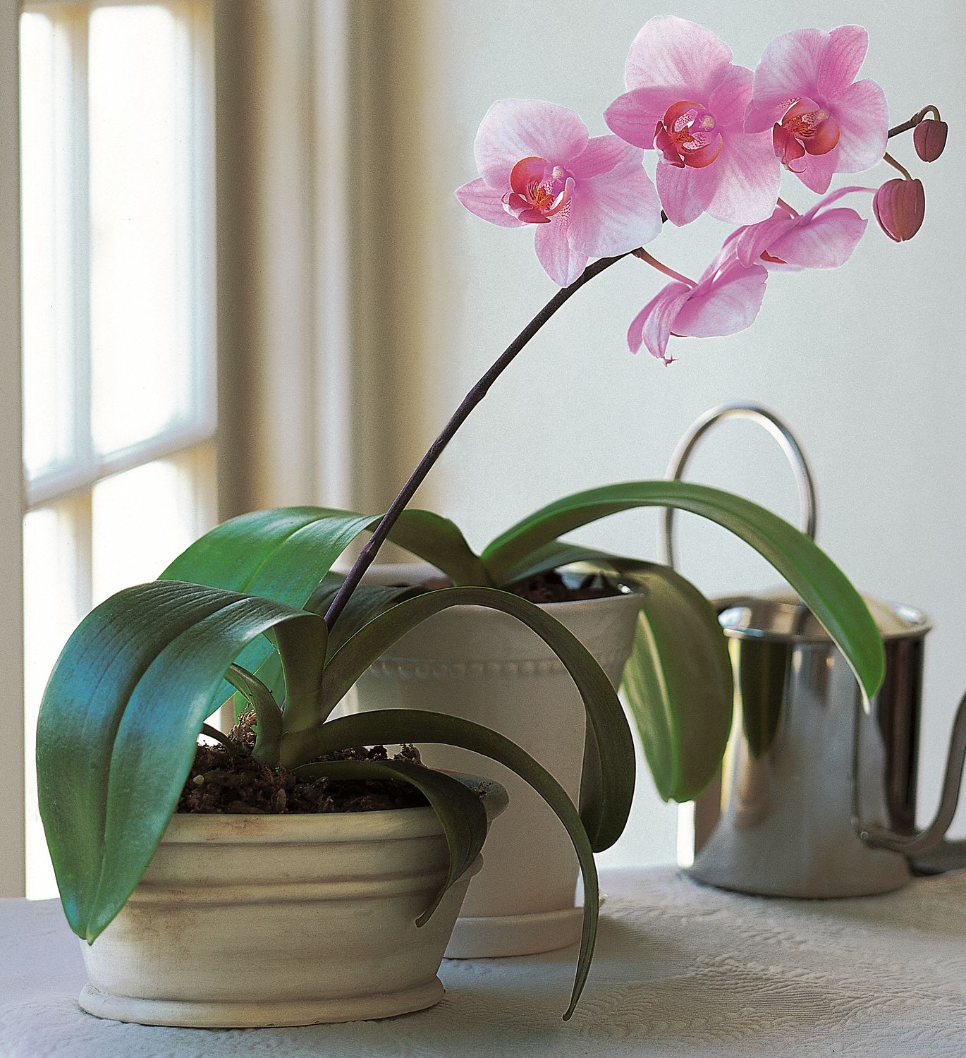 Lavender Phalaenopsis Orchid Plants