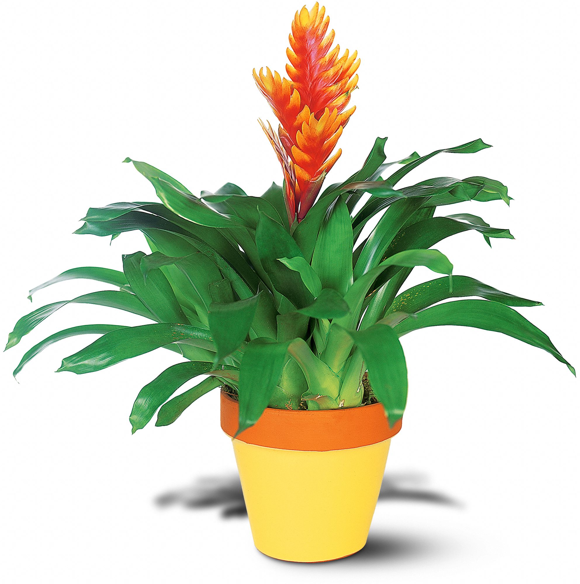 Exotic Bromeliad in Tavistock&nbsp;ON, BELLA FLORAL DESIGNS & DECOR