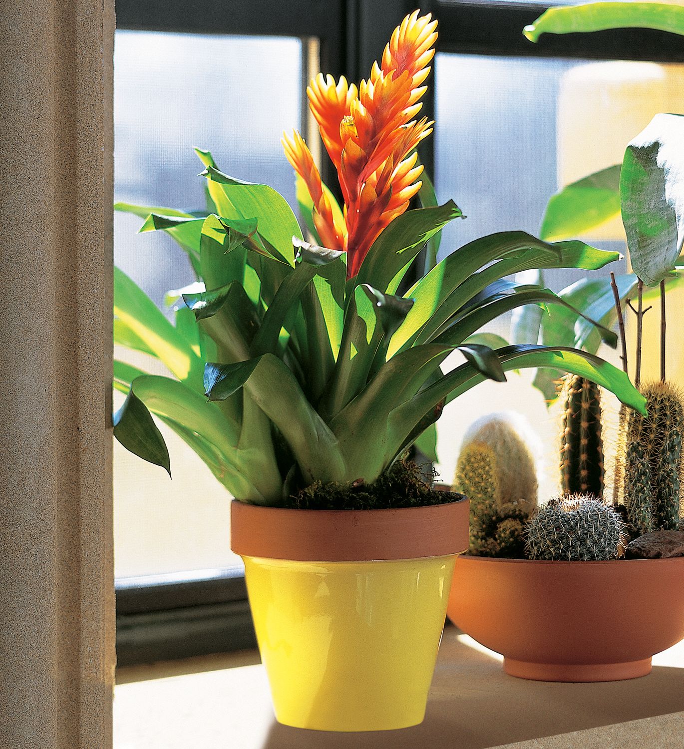 Exotic Bromeliad Plants