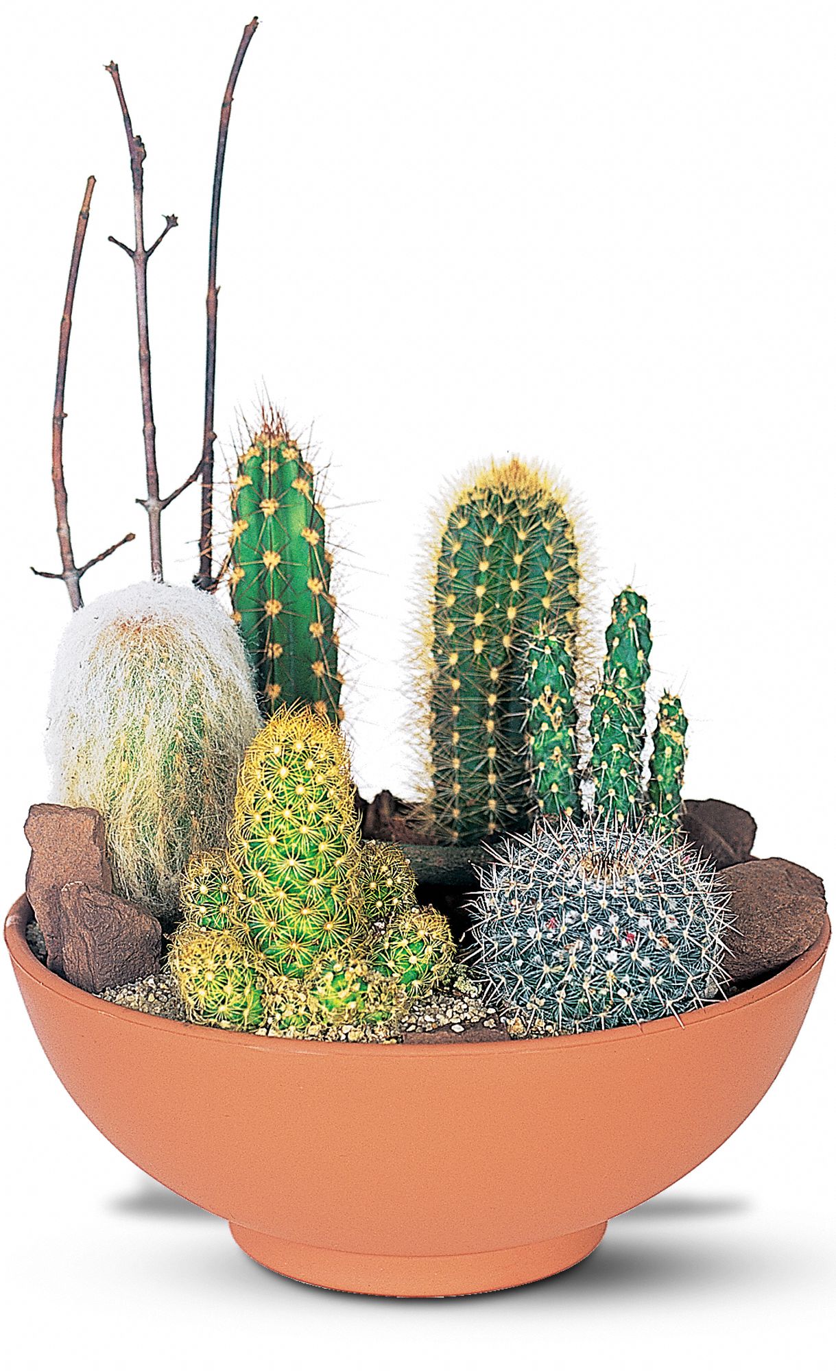 Cactus Garden
