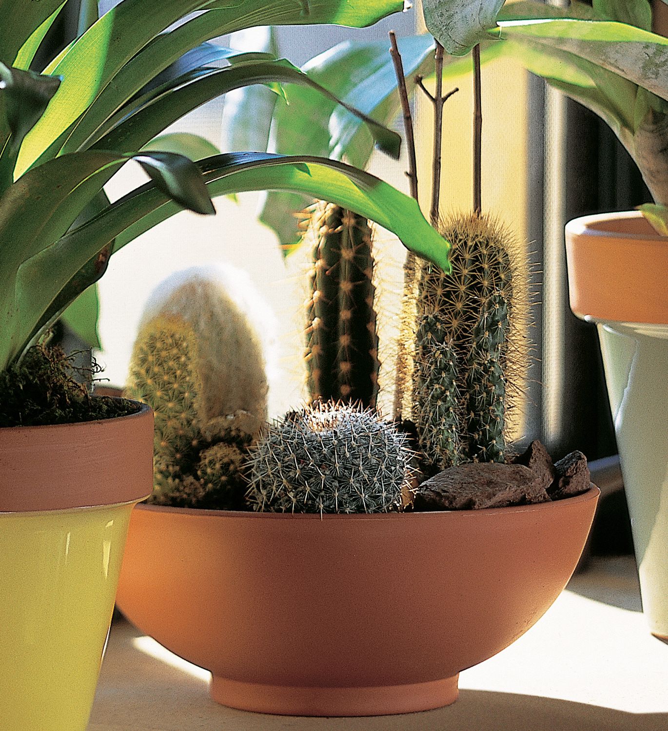 Cactus Garden Plants