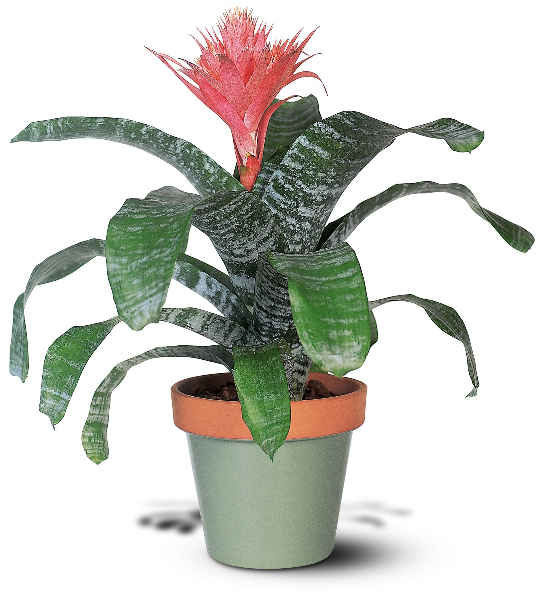 Tropical Bromeliad graphic