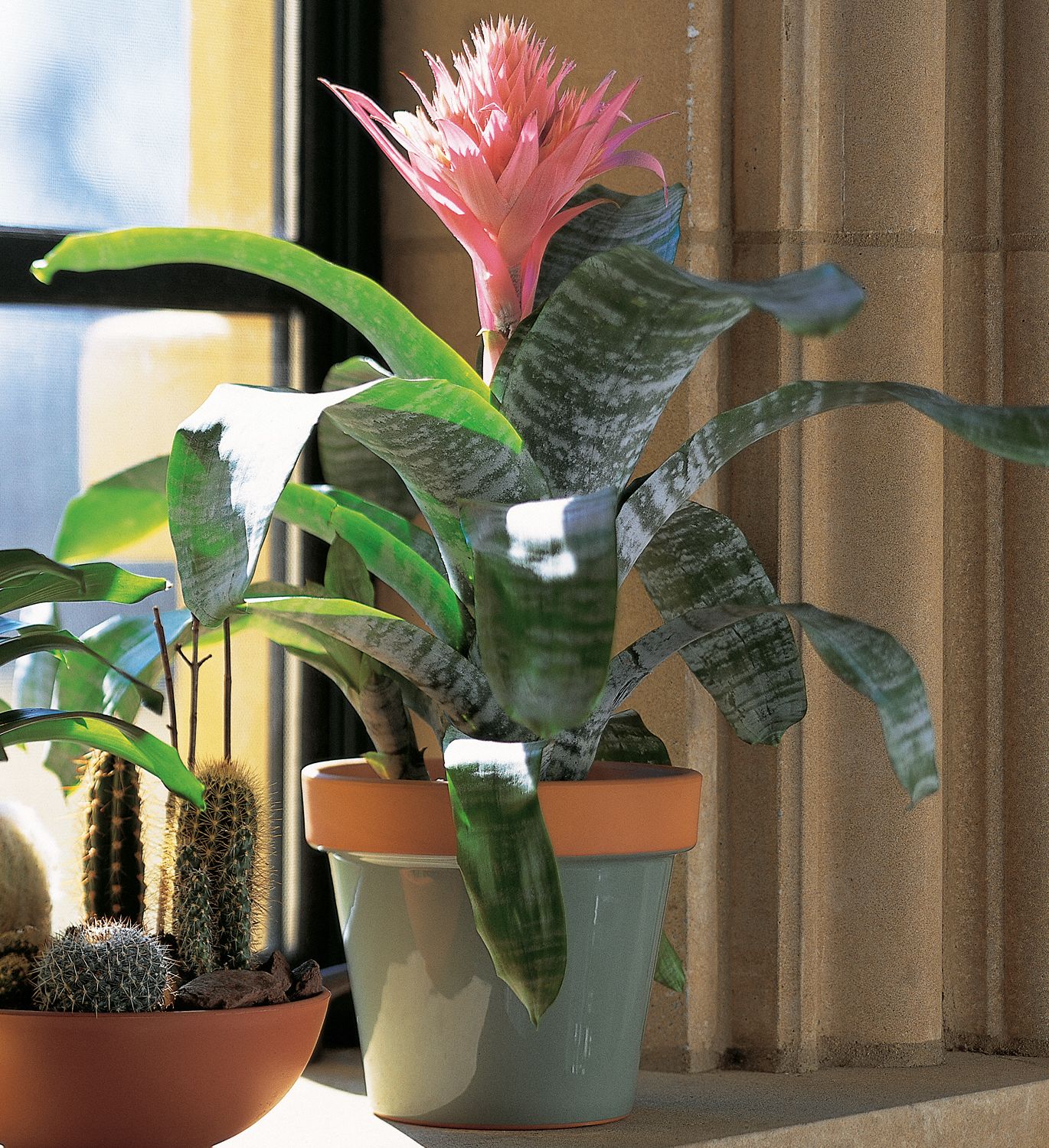 Tropical Bromeliad