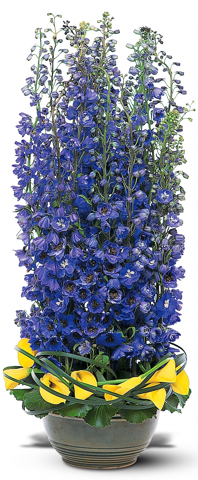 Distinguished Delphinium in Tallahassee&nbsp;FL, Four Seasons Designs, Etc.