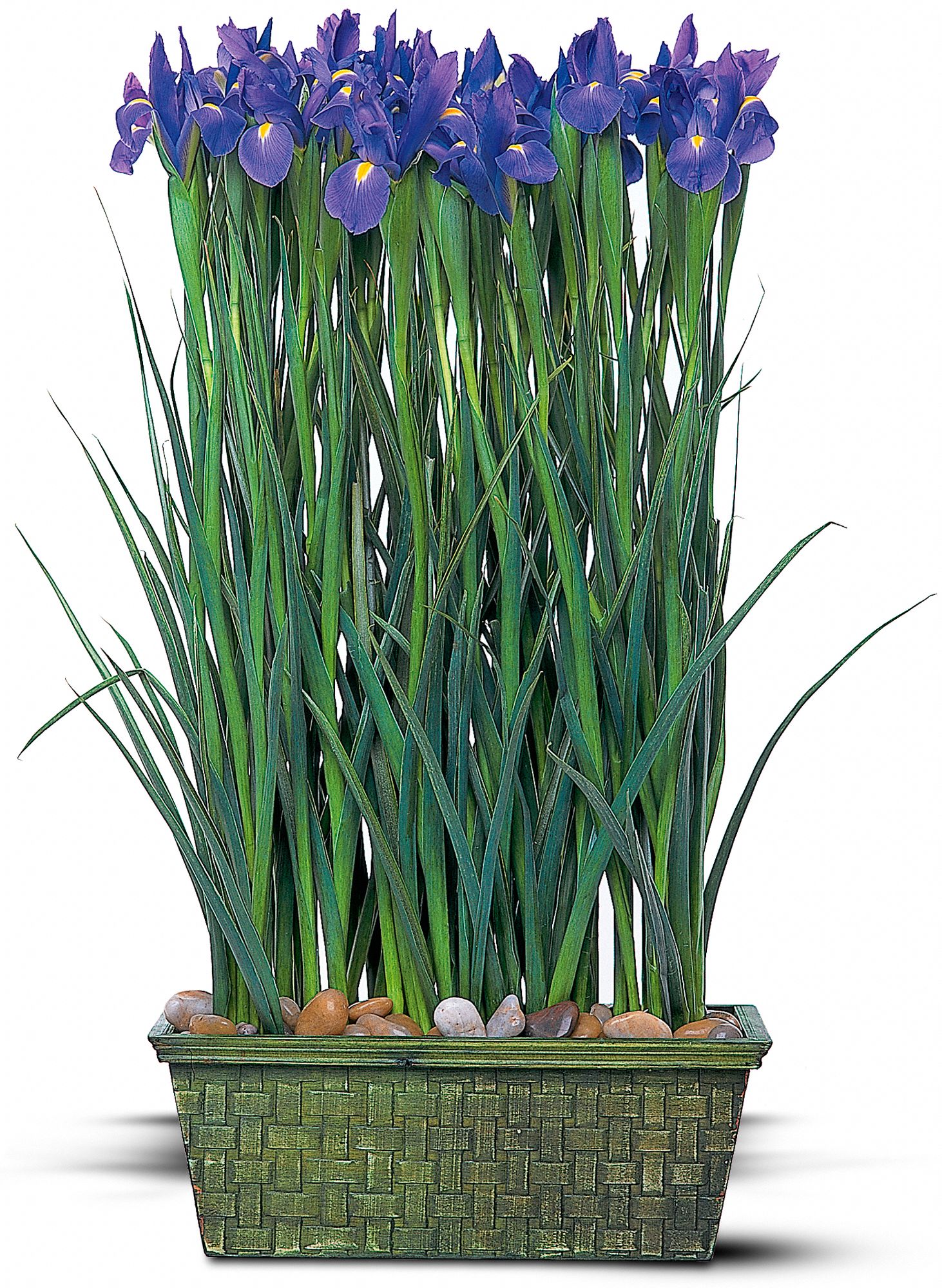 Iris Garden in New Port Richey&nbsp;FL, Cottage Florist Of Trinity