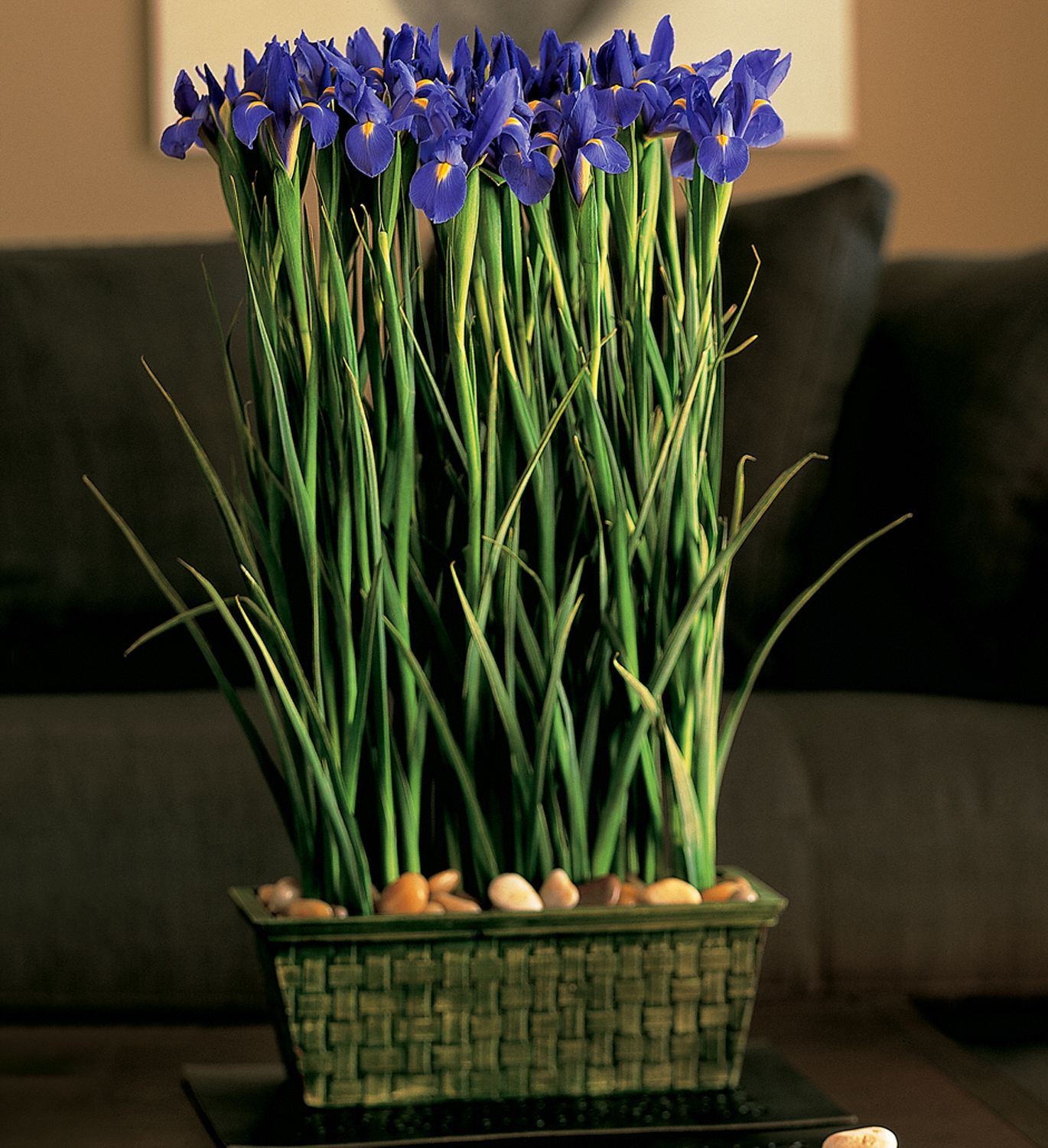 This contemporary iris garden is just one of Freytag's unique plants that can be sent to your friends and family in Pflugerville