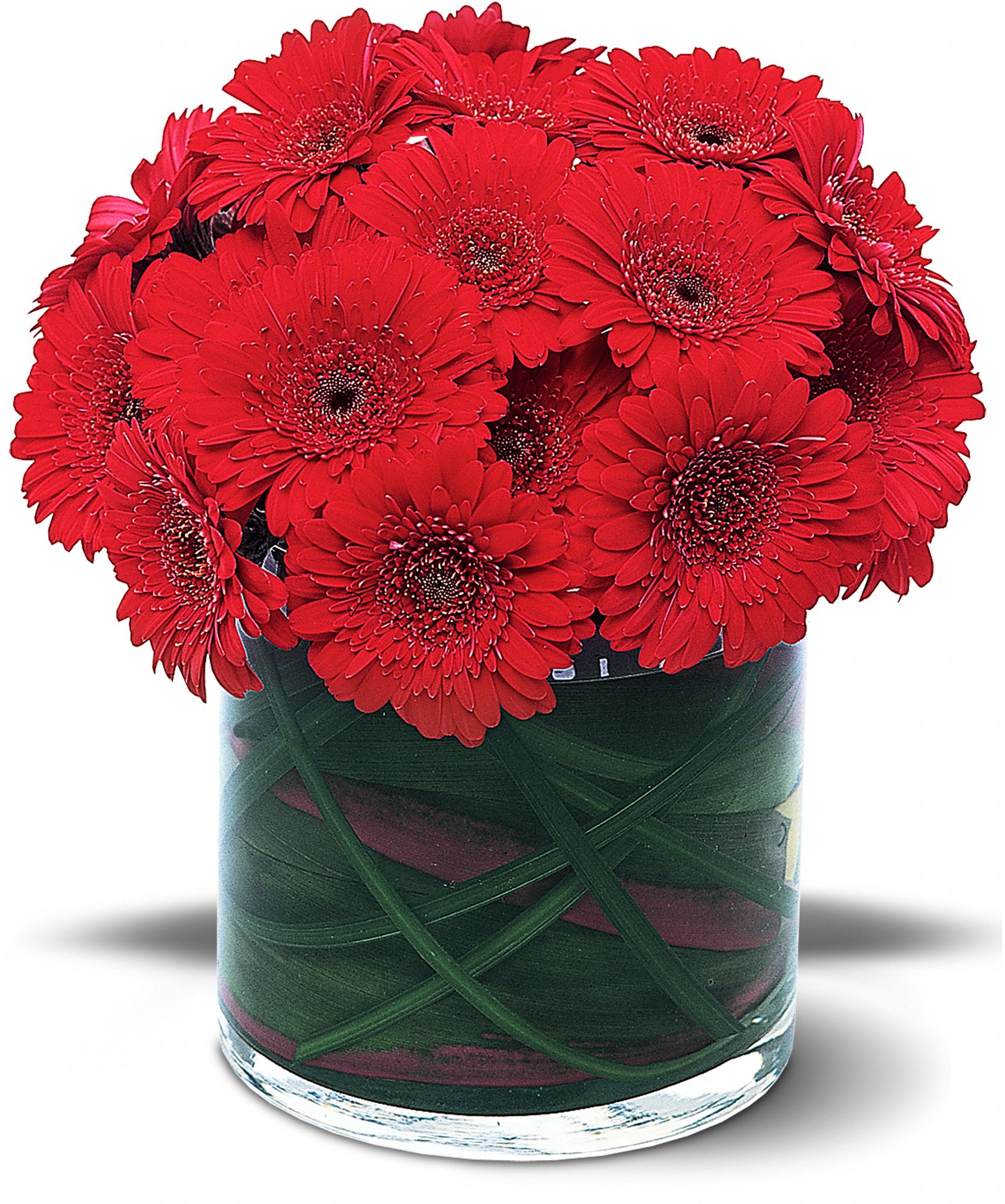 Red Gerbera Collection graphic