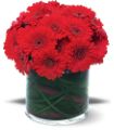 Red Gerbera Collection in Parma OH Ed Pawlak & Son Florists
