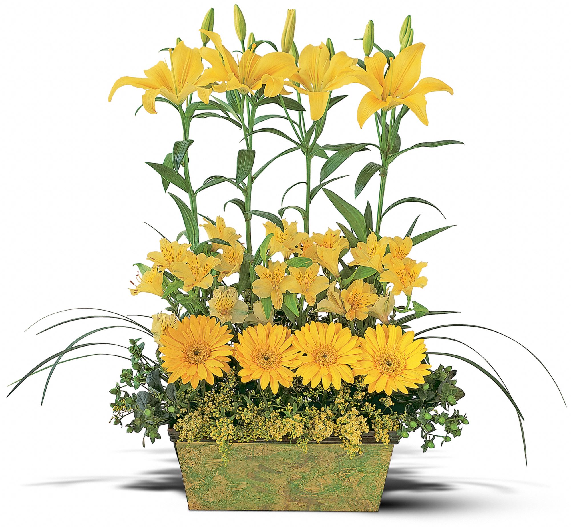 Yellow Garden Rows in Greenwich CT Colony Florist, Inc
