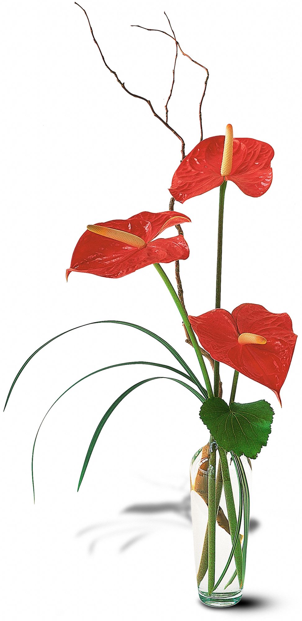 The Simplicity of Anthuriums, picture