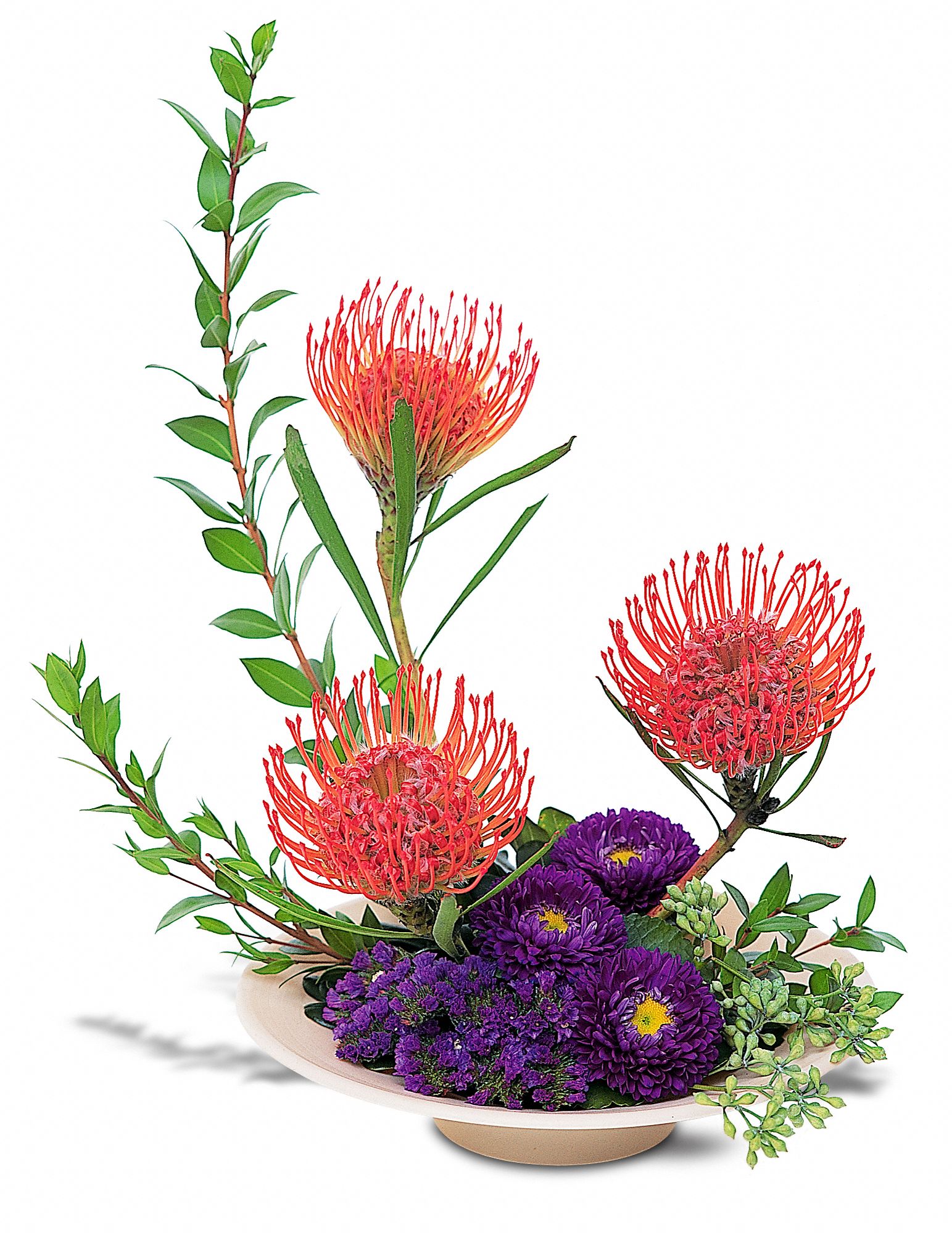 Protea Paradise graphic