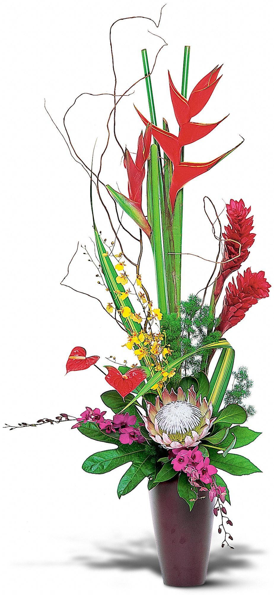 Tropical Beauty graphic