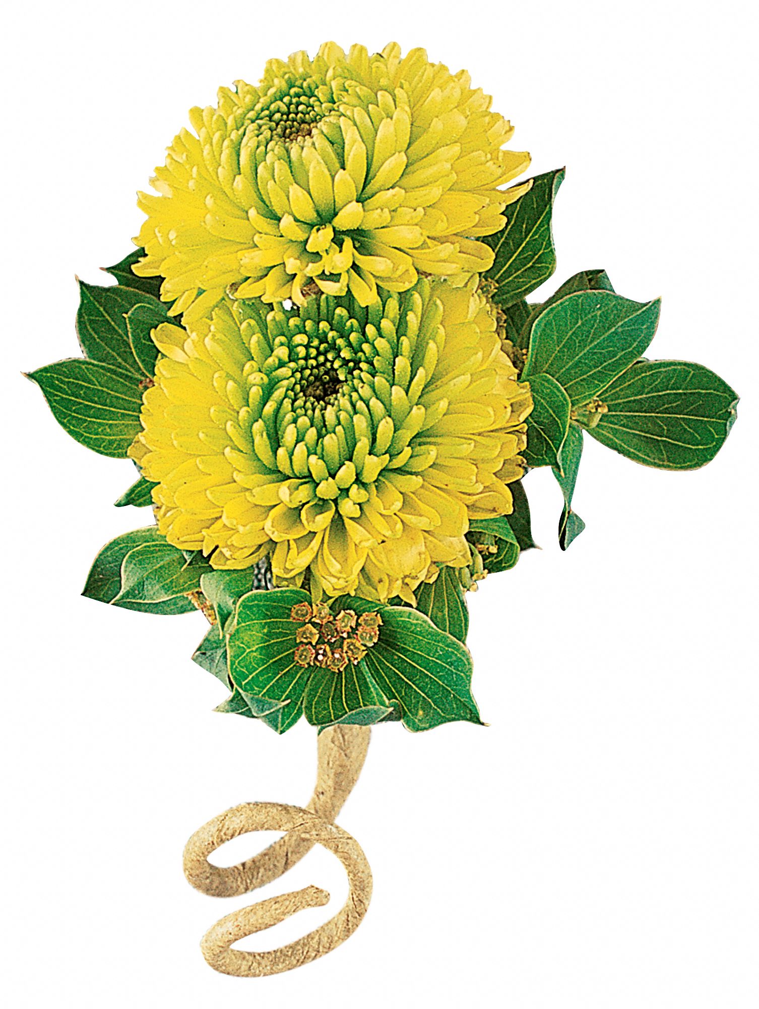 Chartreuse Chrysanthemum Boutonniere in West Hills&nbsp;CA, Flowers On the Hills
