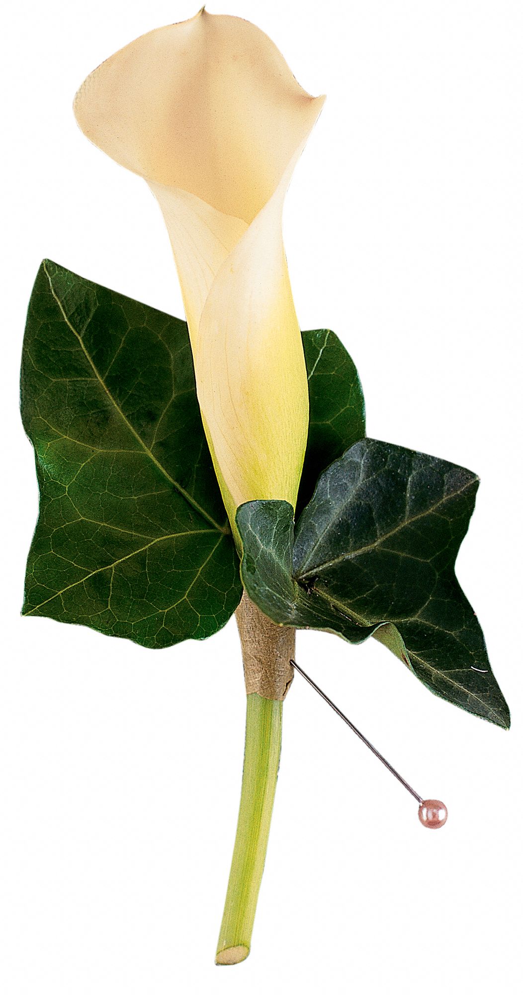 Miniature Calla Boutonniere graphic