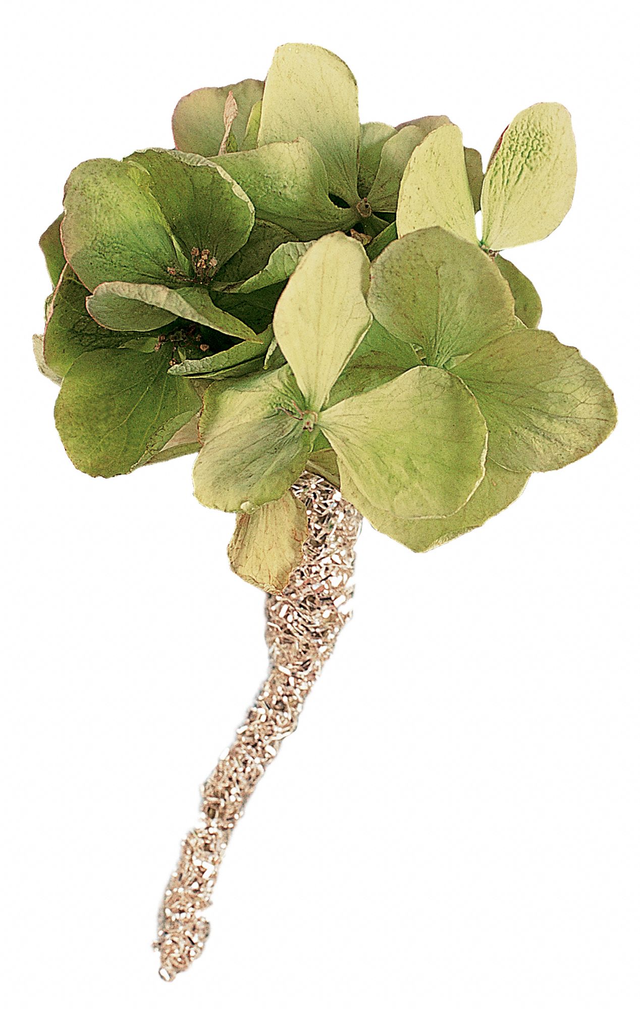 Green Hydrangea Boutonniere in West Hills&nbsp;CA, Flowers On the Hills