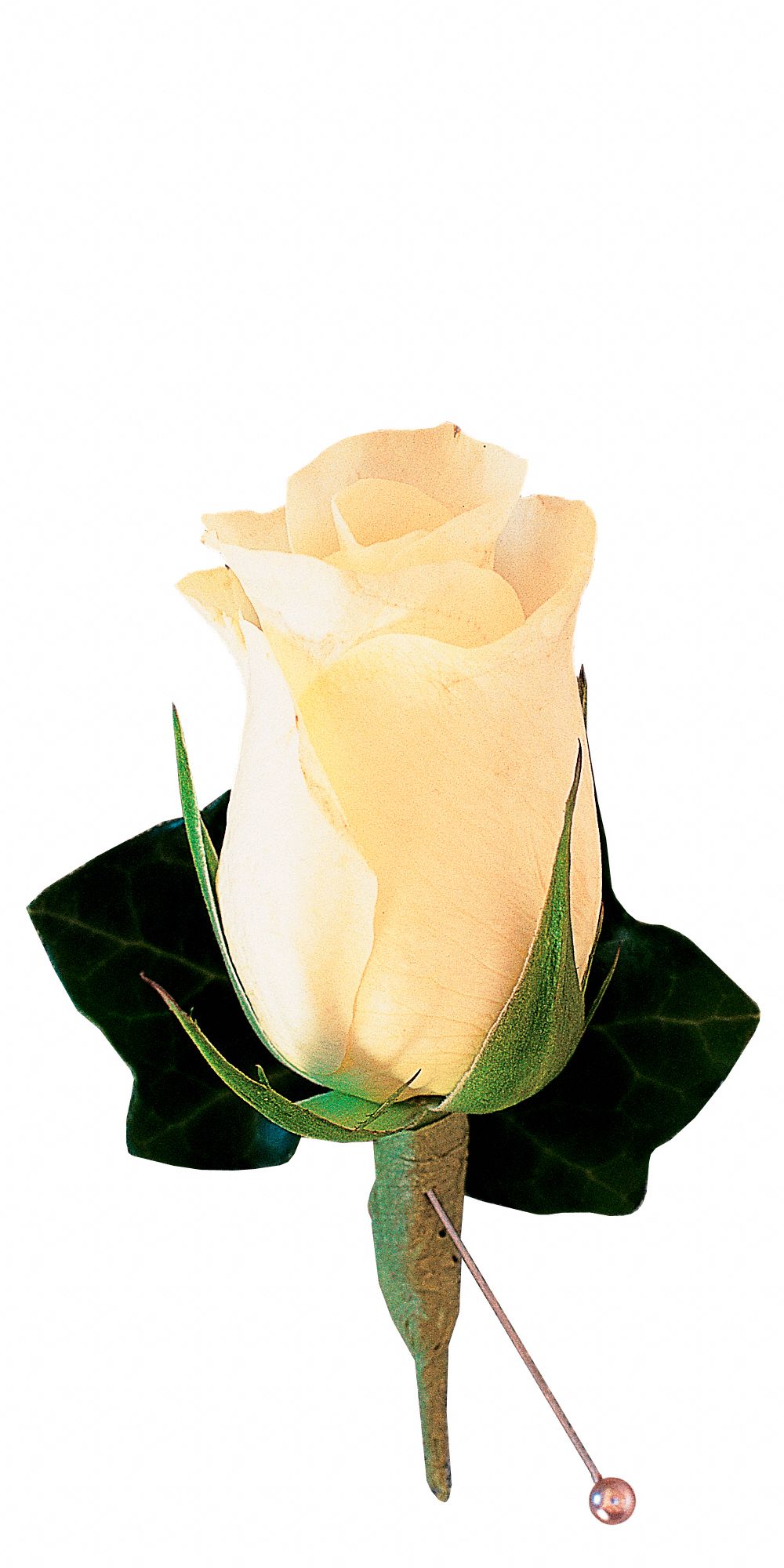 White Rose and Ivy Boutonniere graphic