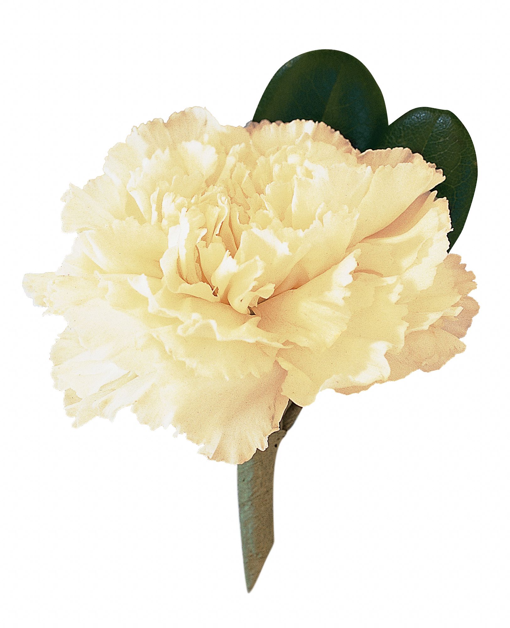 White Carnation Boutonniere in West Hills&nbsp;CA, Flowers On the Hills