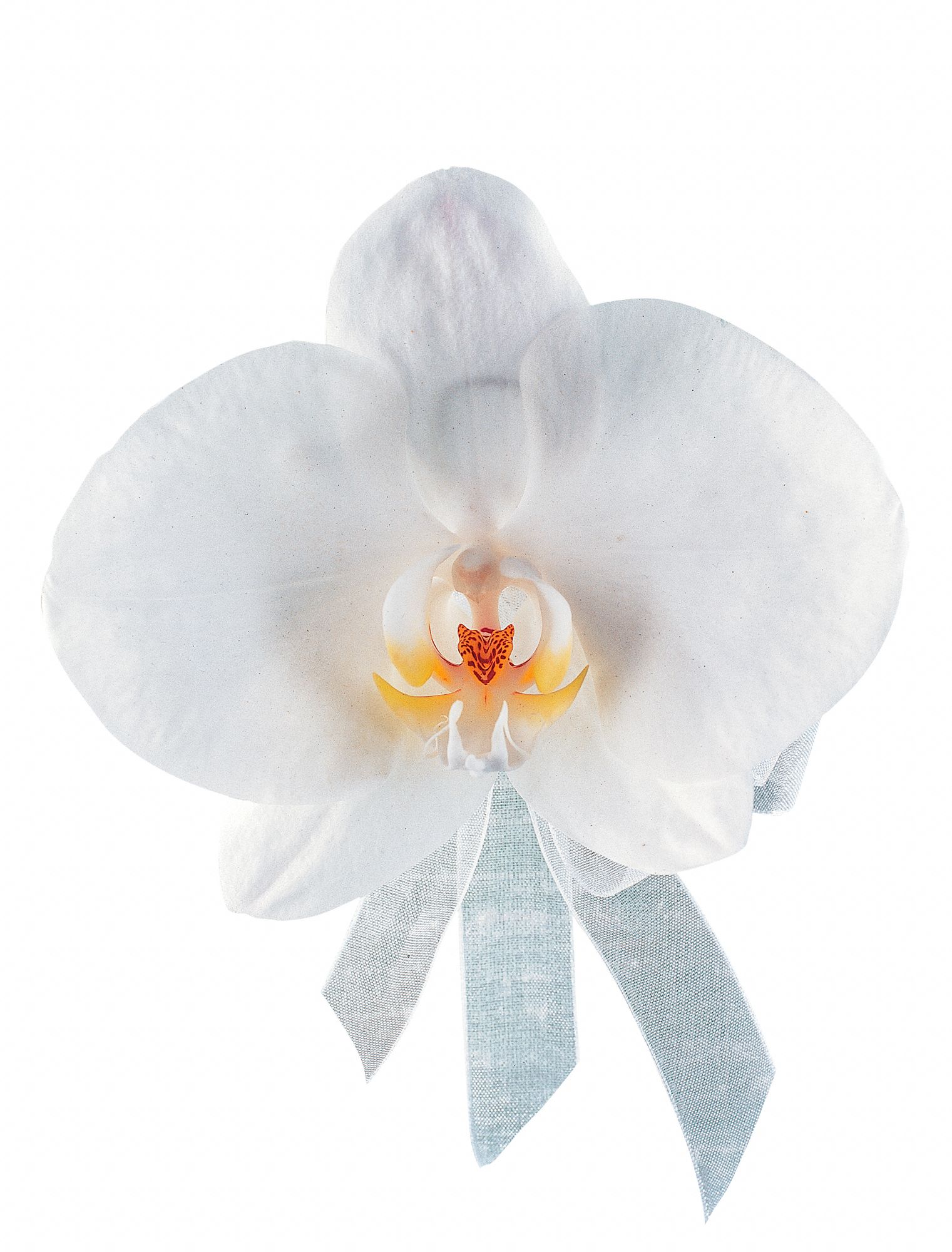 White Phalaenopsis Corsage in West Hills&nbsp;CA, Flowers On the Hills