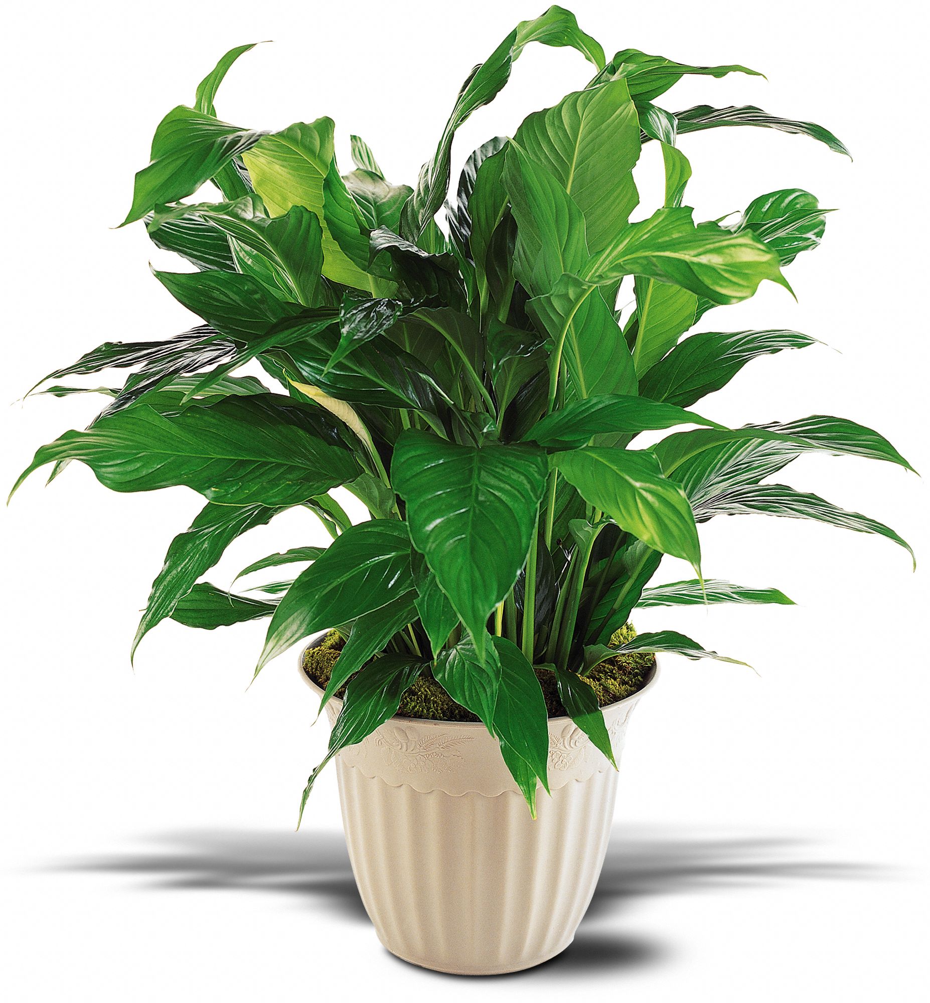 Spathiphyllum Plant graphic