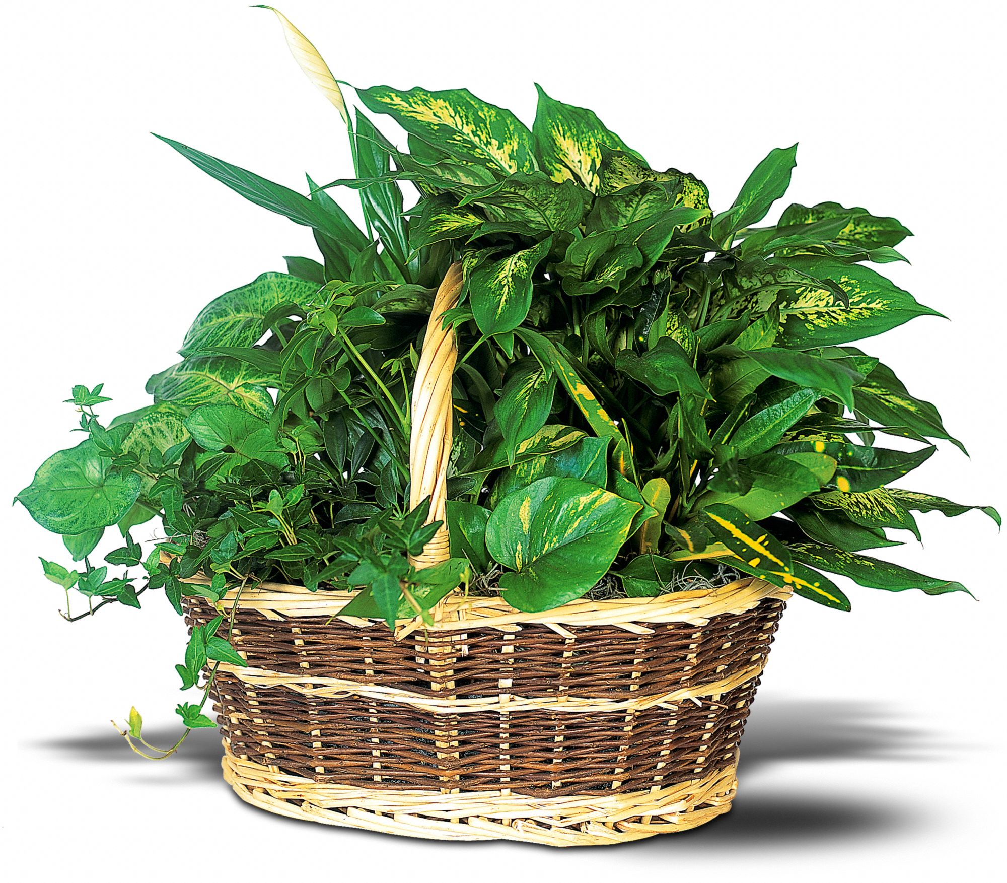 Green Garden Basket Deluxe in Clinton Township&nbsp;MI, Van Maele Florist & Greenhouse