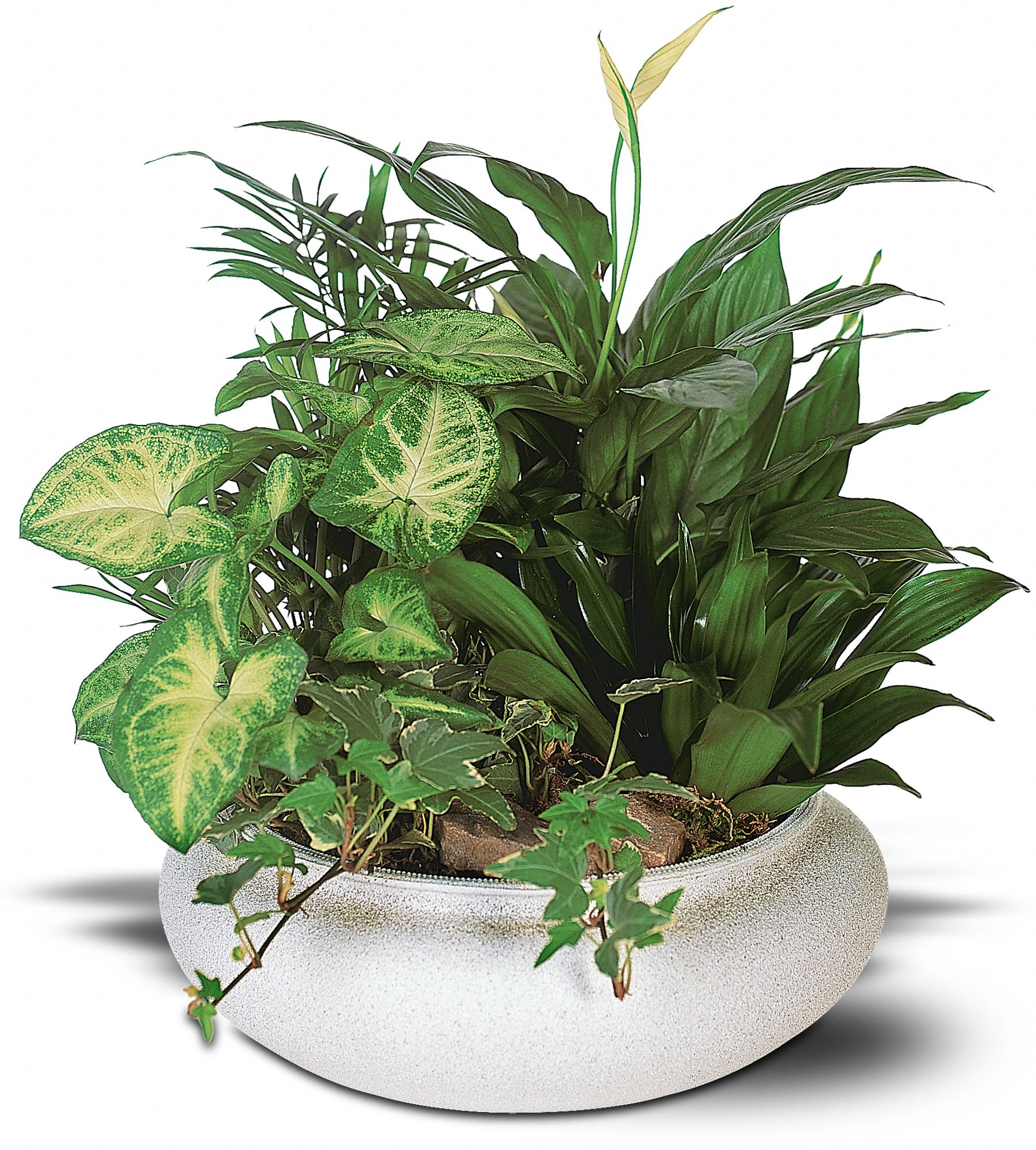 Green Garden Bowl graphic