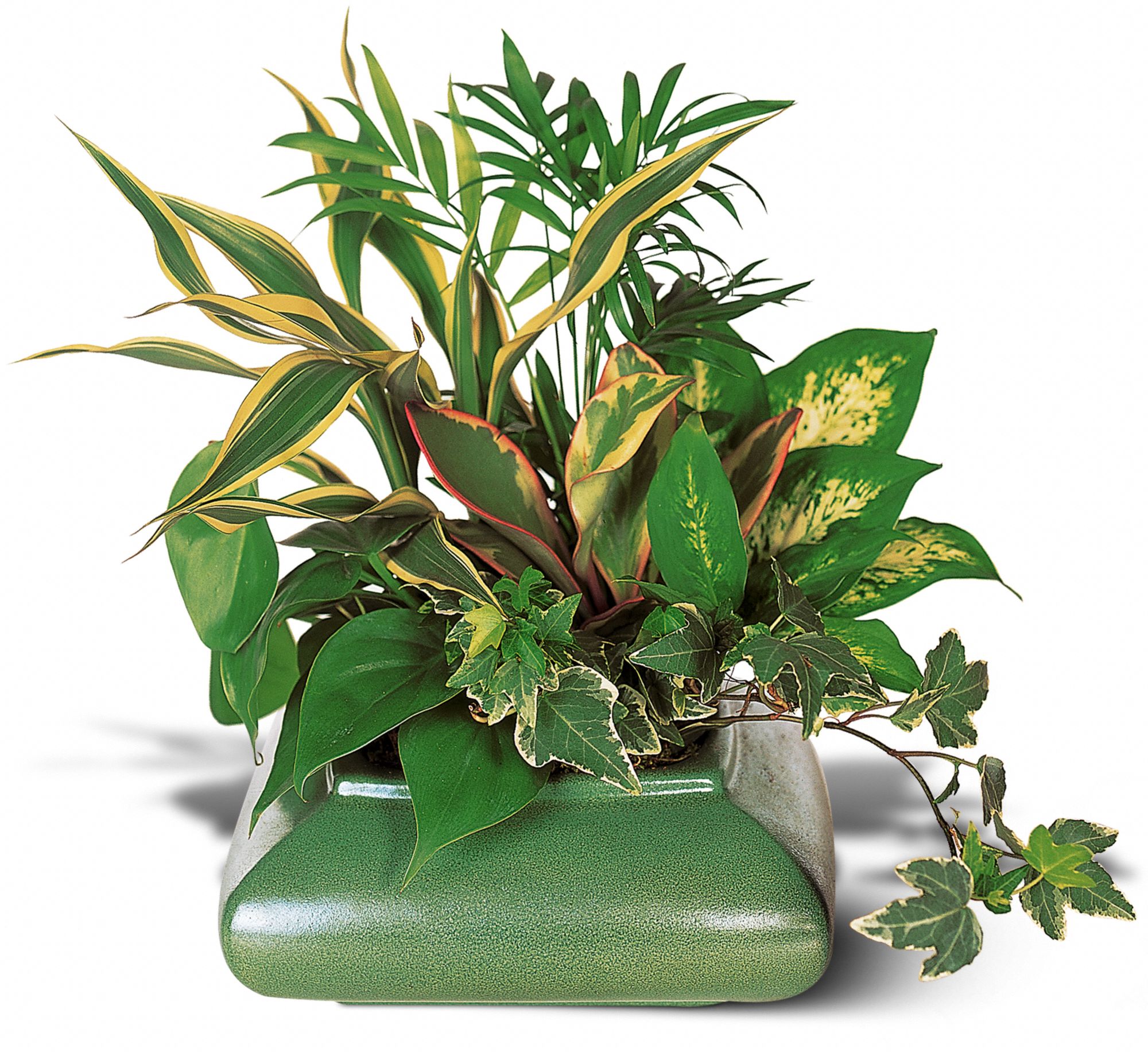 Green Garden Dish graphic