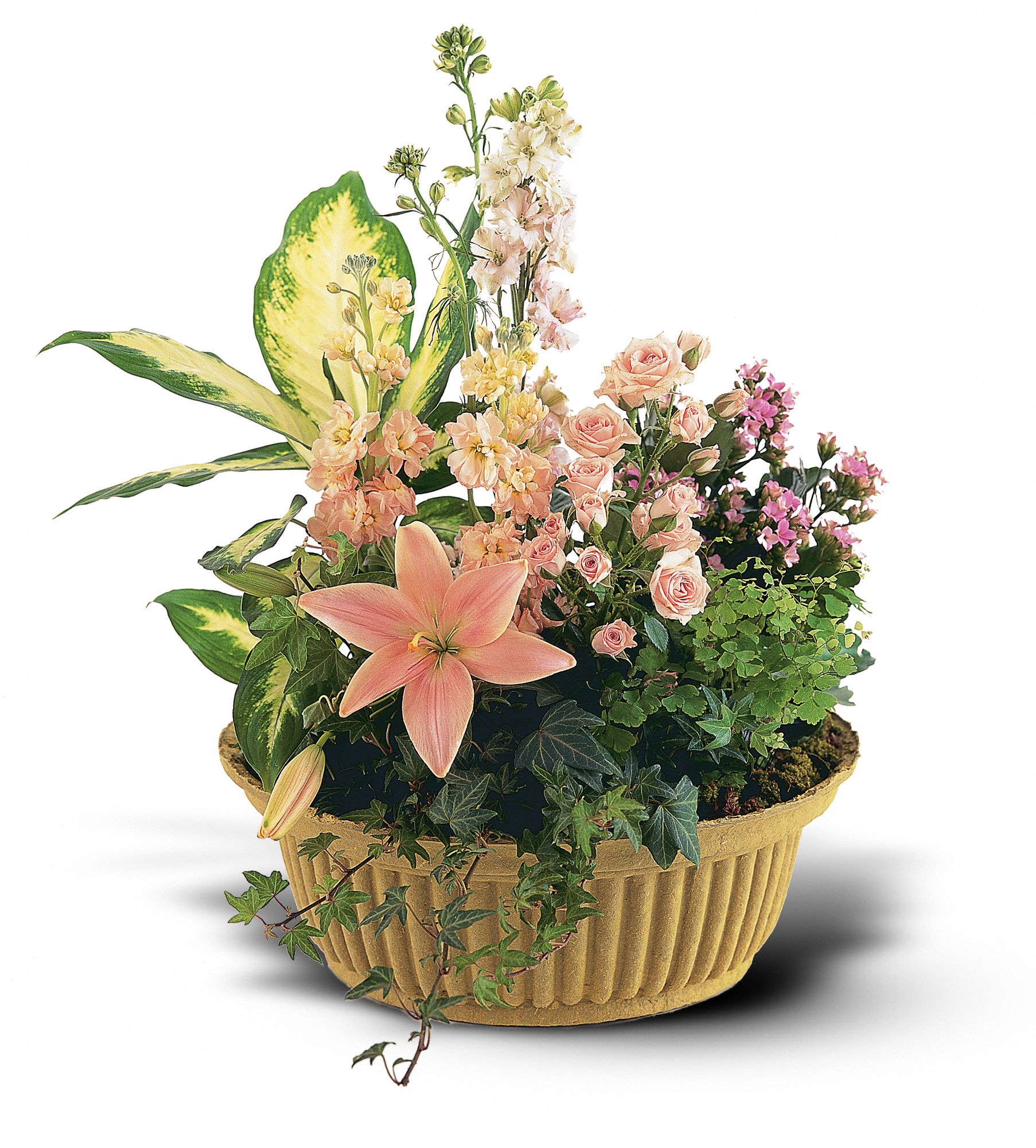 Peach Tribute Garden graphic