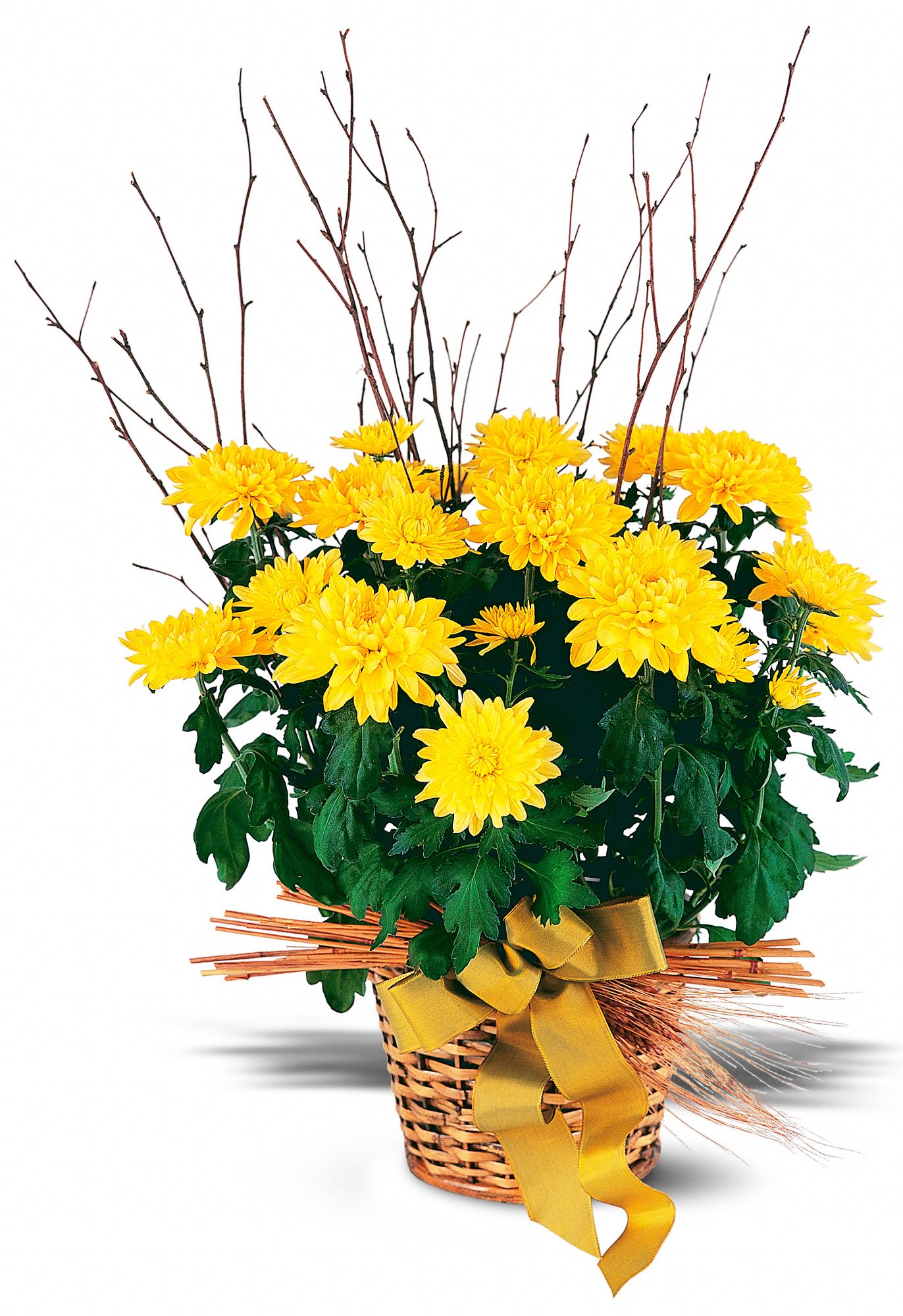 Yellow Hope Chrysanthemum graphic