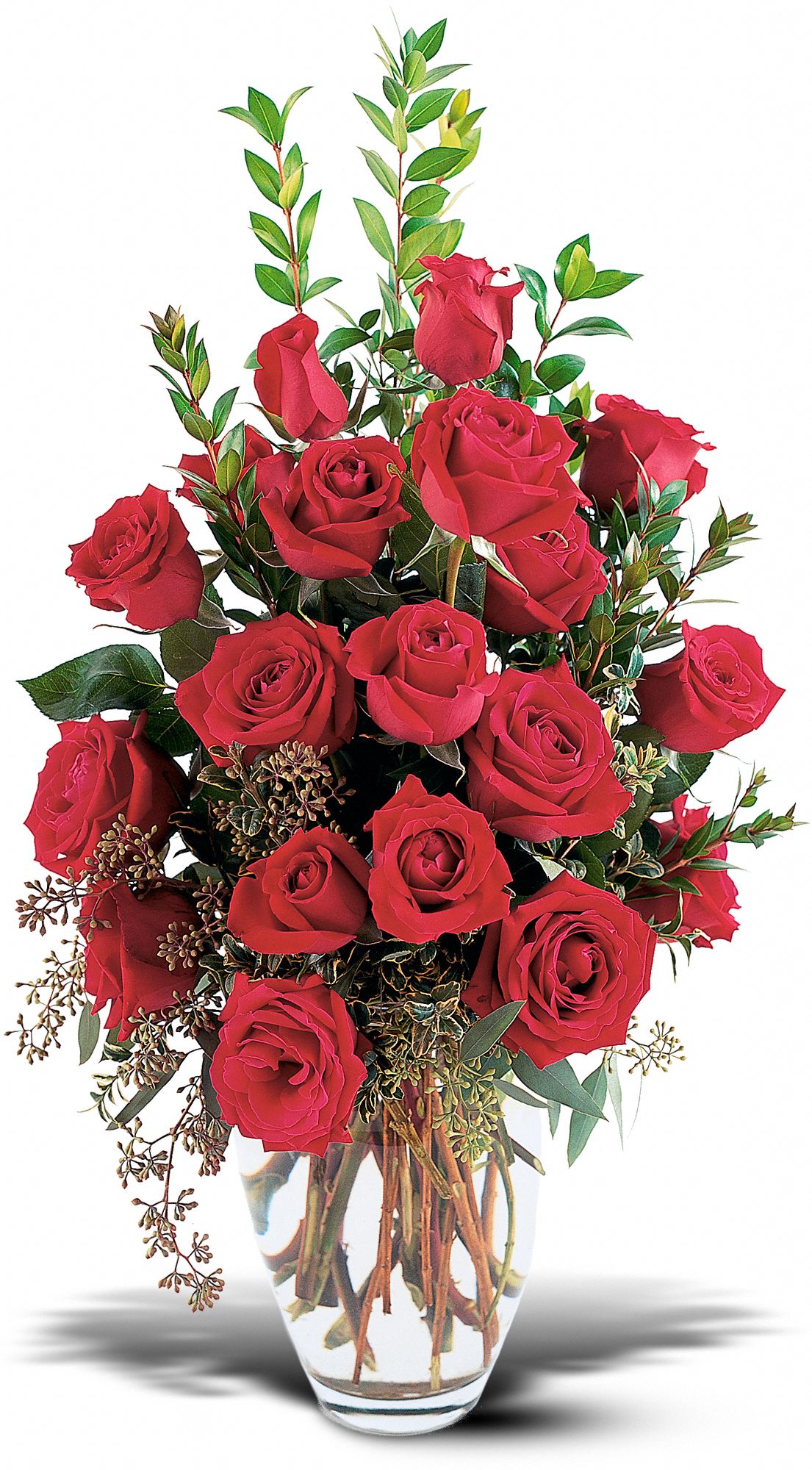 Rose Radiance, picture